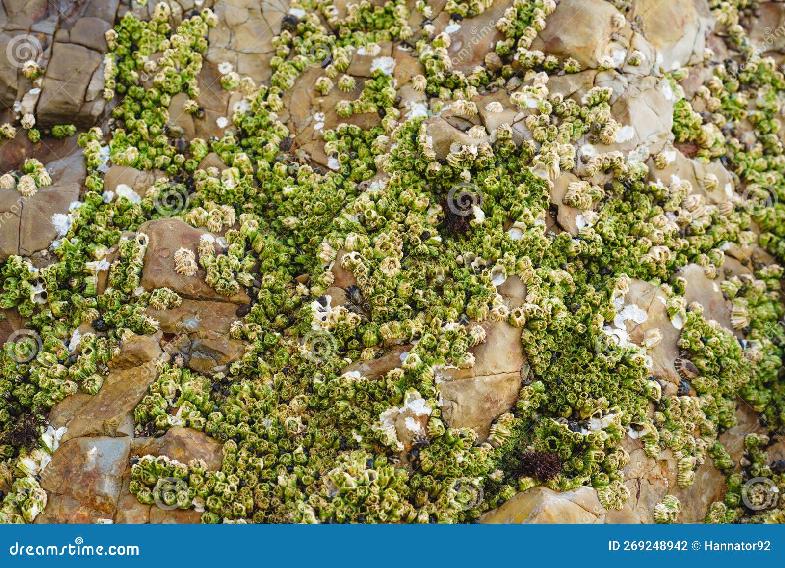 Acorn Barnacles, Also Called Rock Barnacles, or Sessile Barnacles ... Biology Diagrams