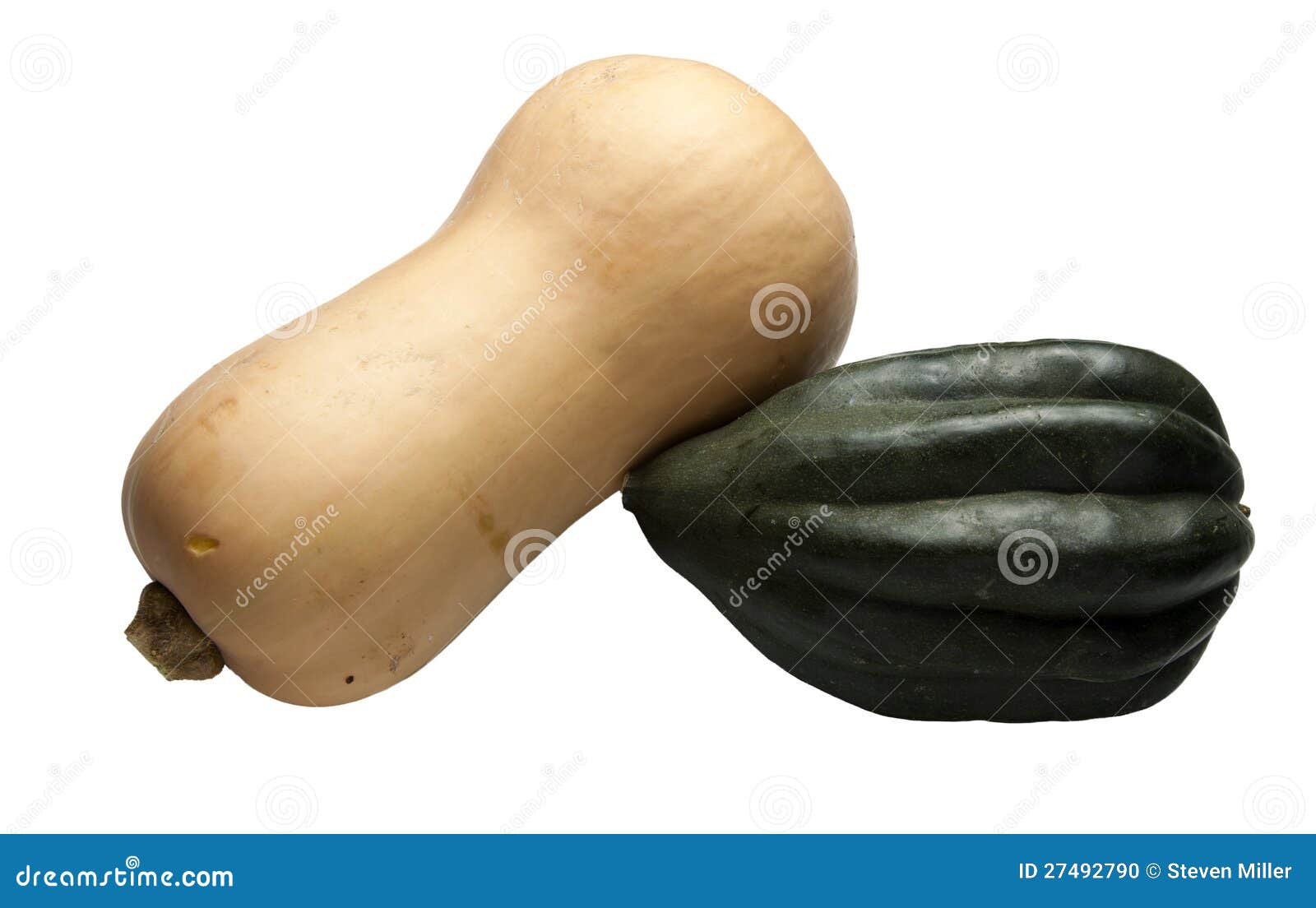 Acorn and Butternut Squash stock photo. Image of nature 27492790