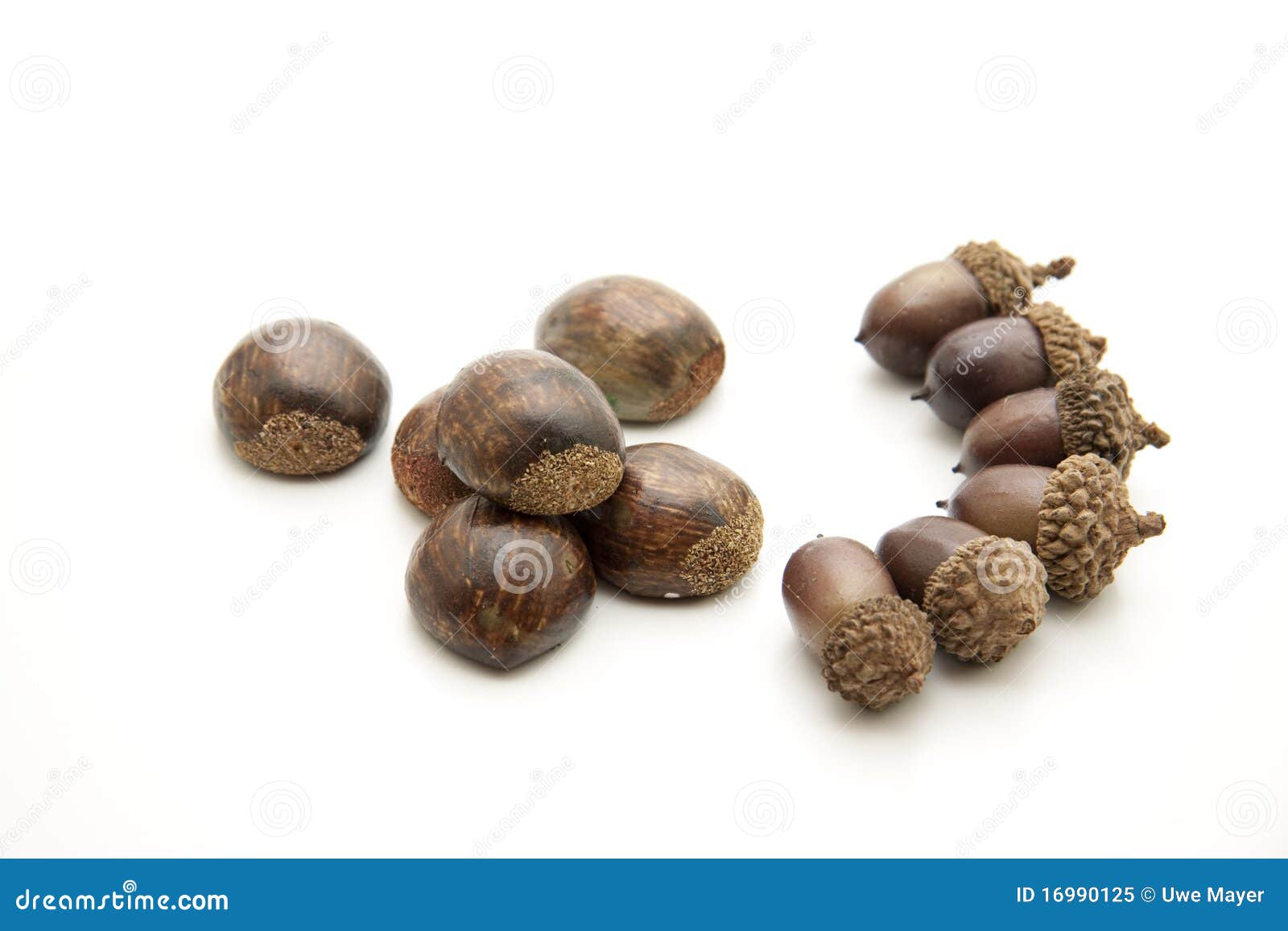 Acorn with chestnut stock image. Image of shell, acorn 16990125