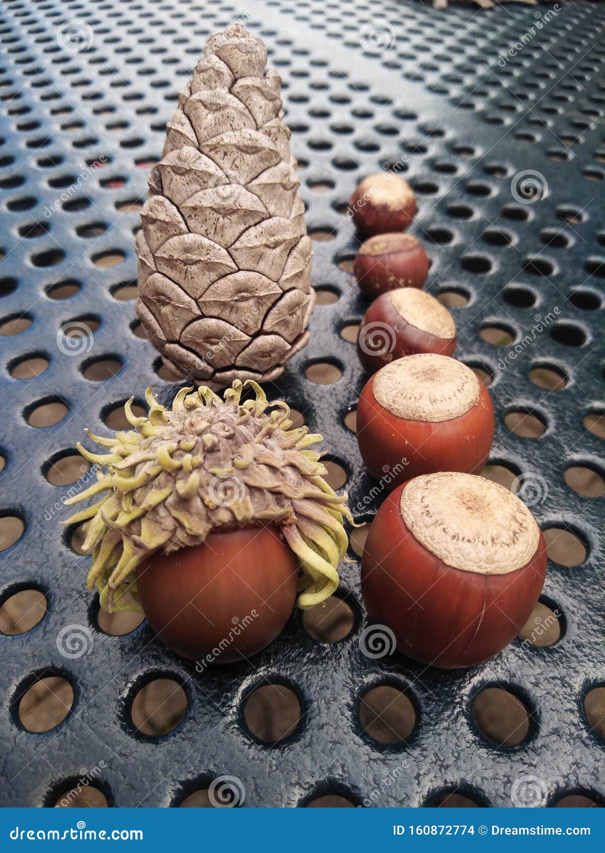 Acorn fall nuts pine cone stock photo. Image of cone 160872774