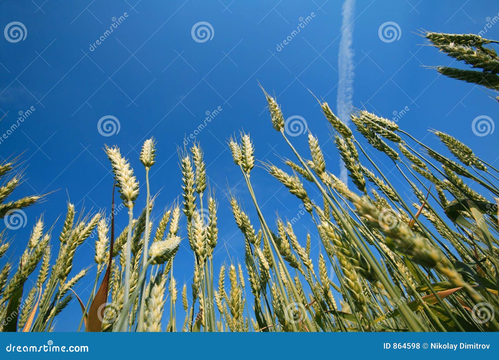 Acorn field and blue sky stock photo. Image of summer, wheat 864598