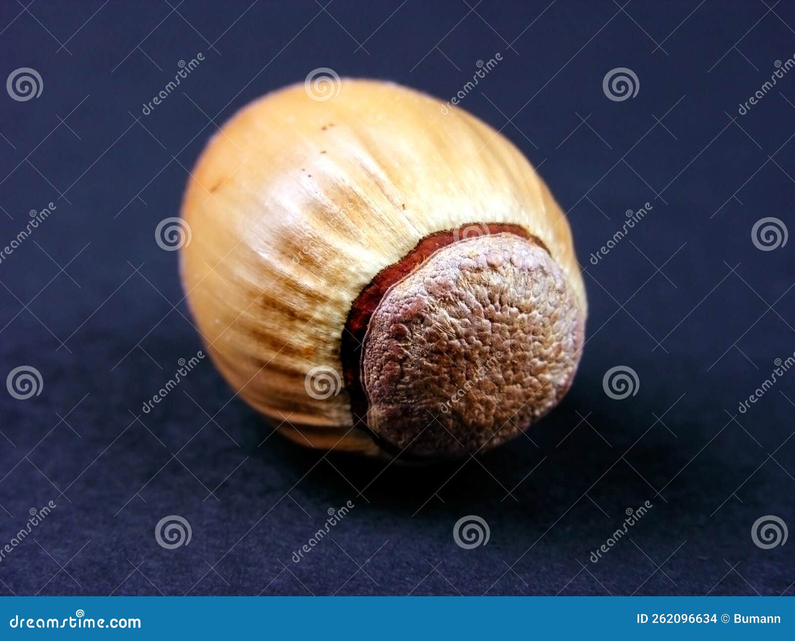 Acorn, the Nut Fruit of the Oak Quercus Stock Photo Image of macro