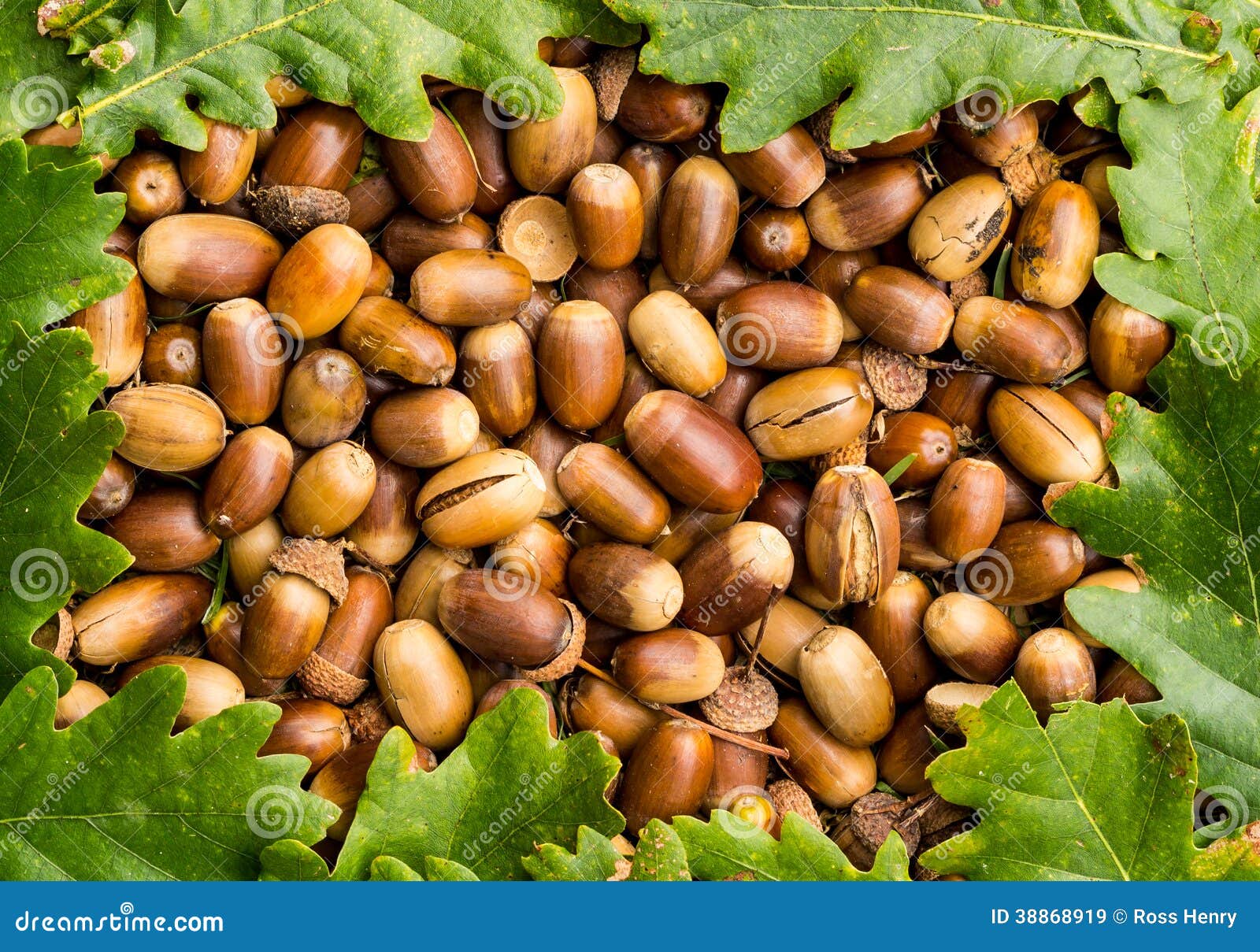 acorn nuts for sale acorn nuts for sale