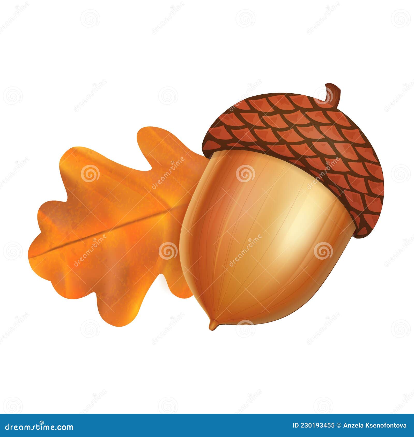 Acorns set in cartoon style. Hand drawn autumn nuts. Vector art isolated on  white background. 11517178 Vector Art at Vecteezy