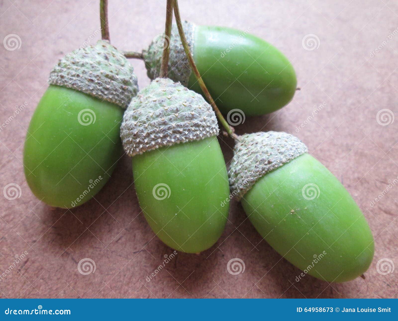 Acorn Seeds. stock image. Image of growth, cluster, pods 64958673