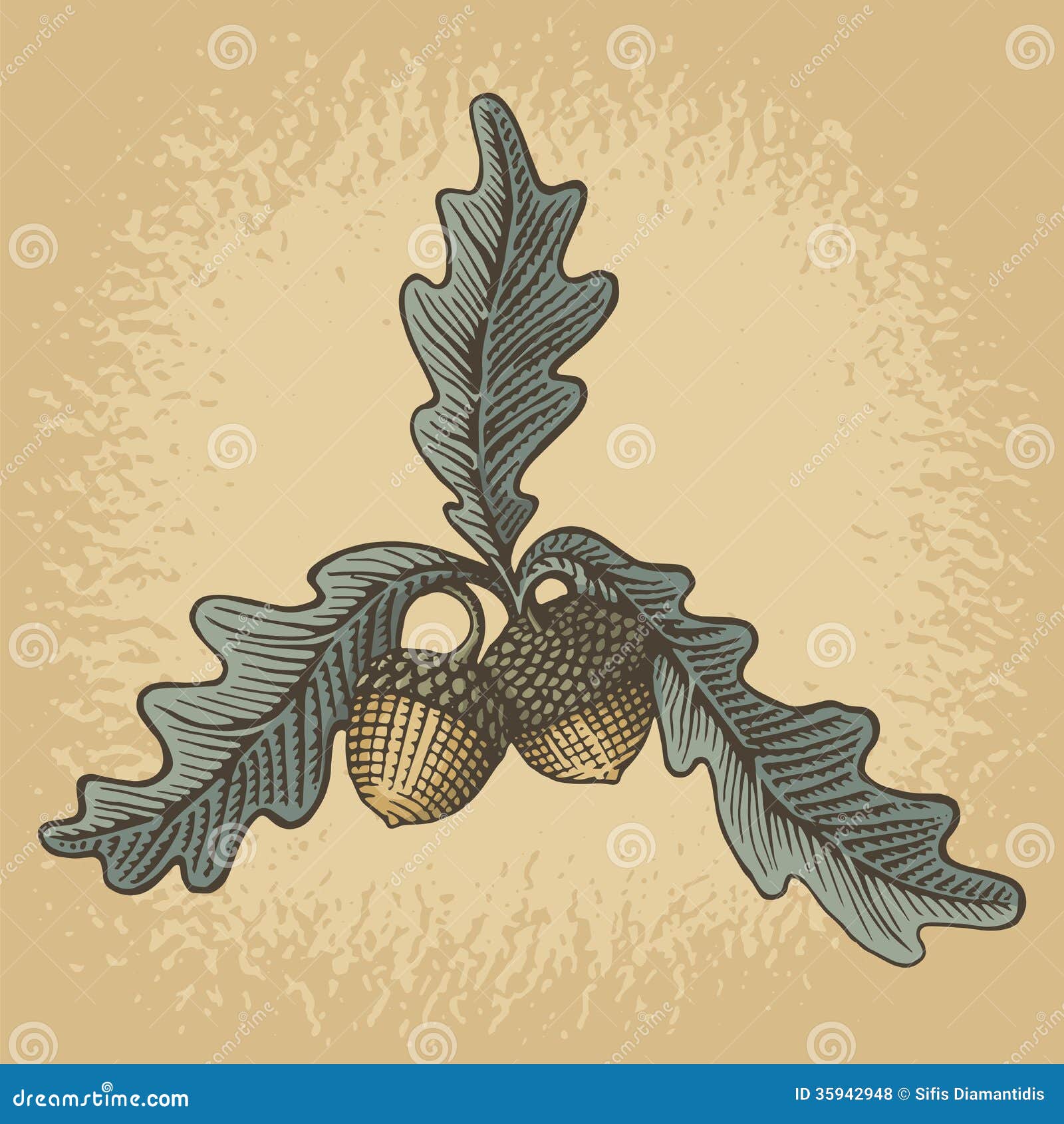 jeffrey pine leaves and acorn drawing jeffrey pine leaves and acorn drawing