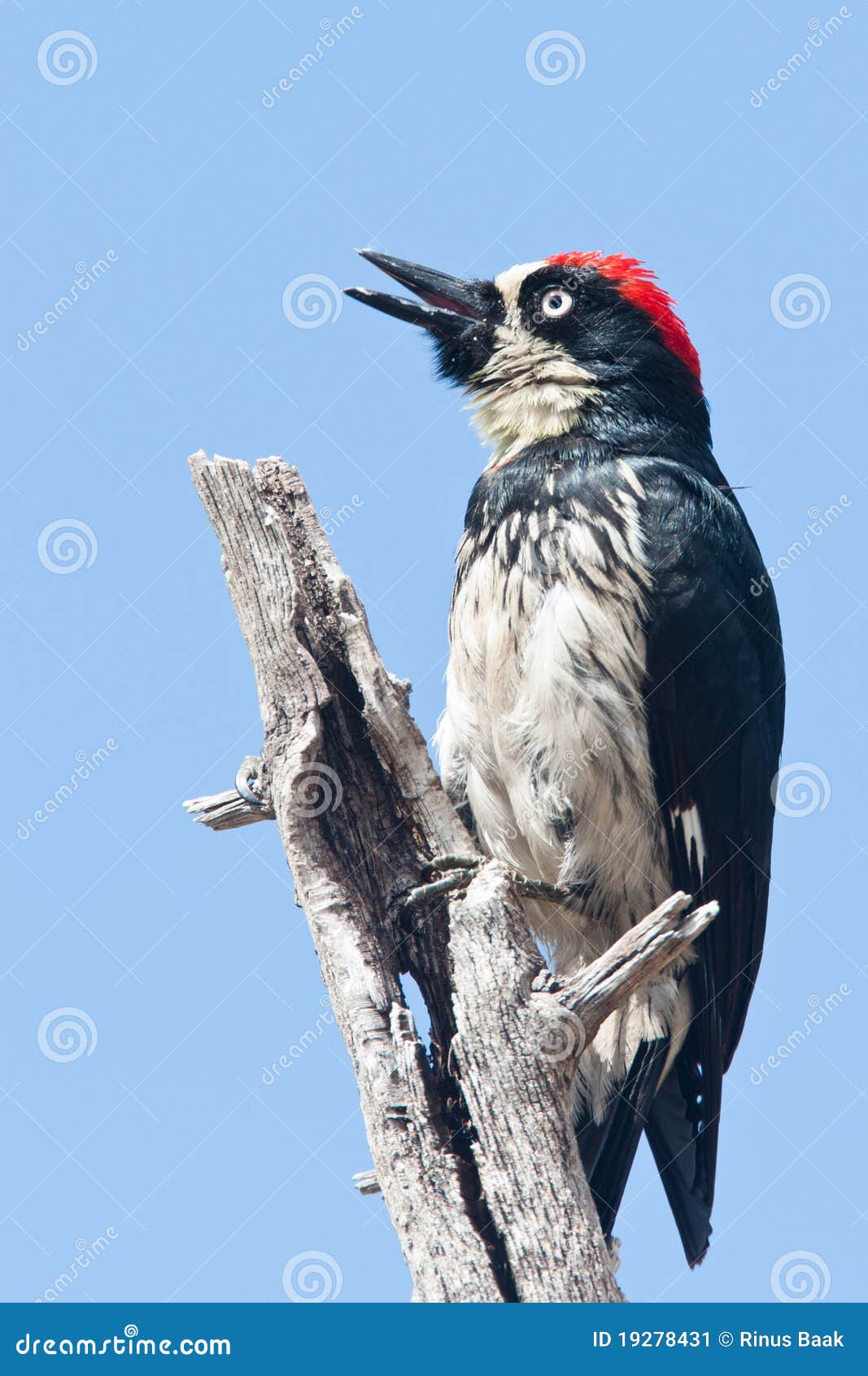 acorn woodpecker shutterstock acorn woodpecker shutterstock