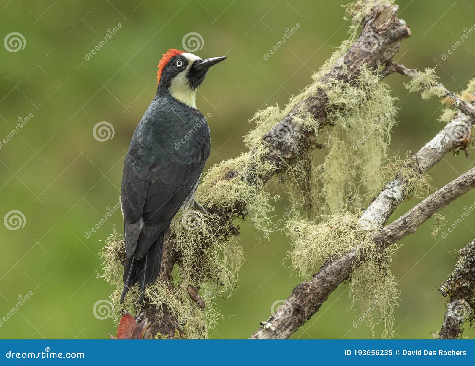 acorn woodpecker melanerpes formicivorus, costa rica