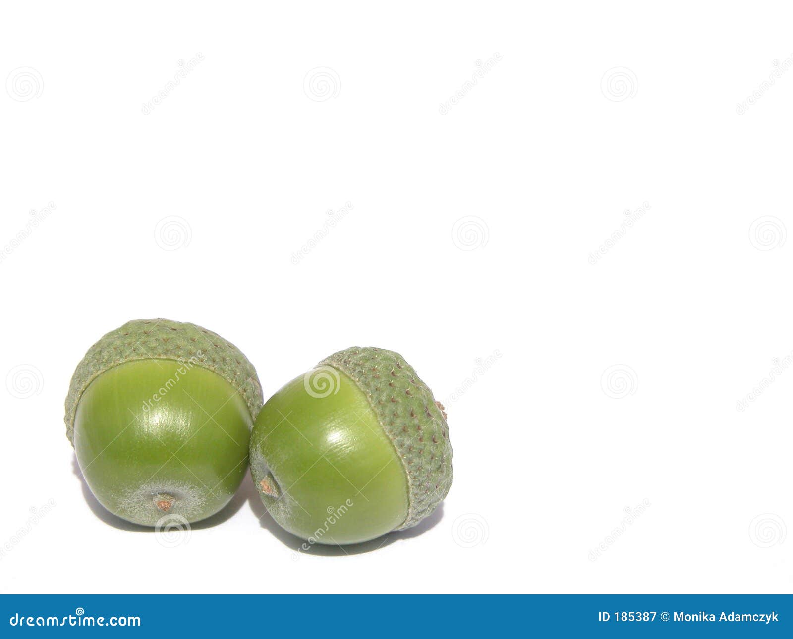 Acorns. On white