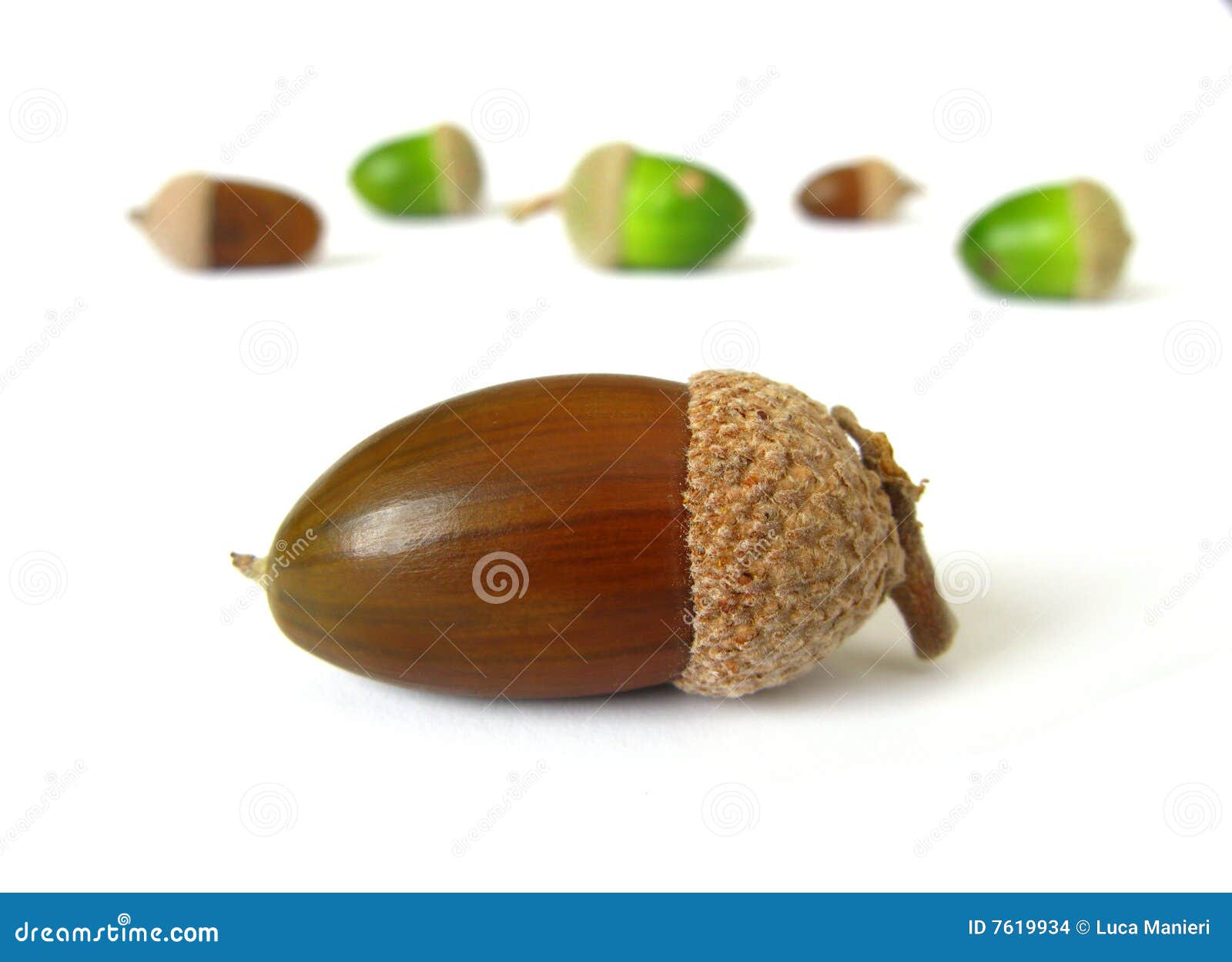acorn tree seed acorn tree seed