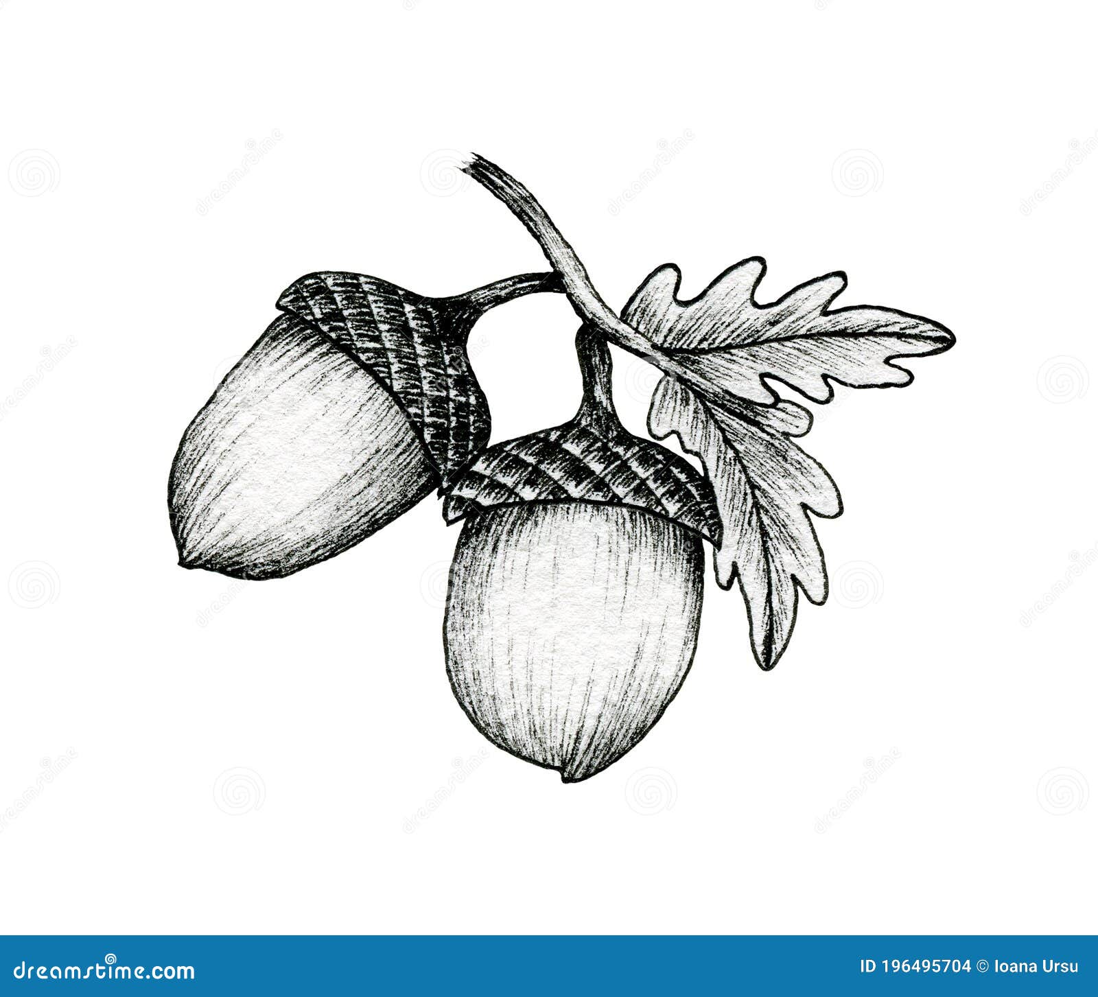 acorns on a branch  on white, black and white ink drawing of autumn acorns and oak leaves, vintage autumnal line art
