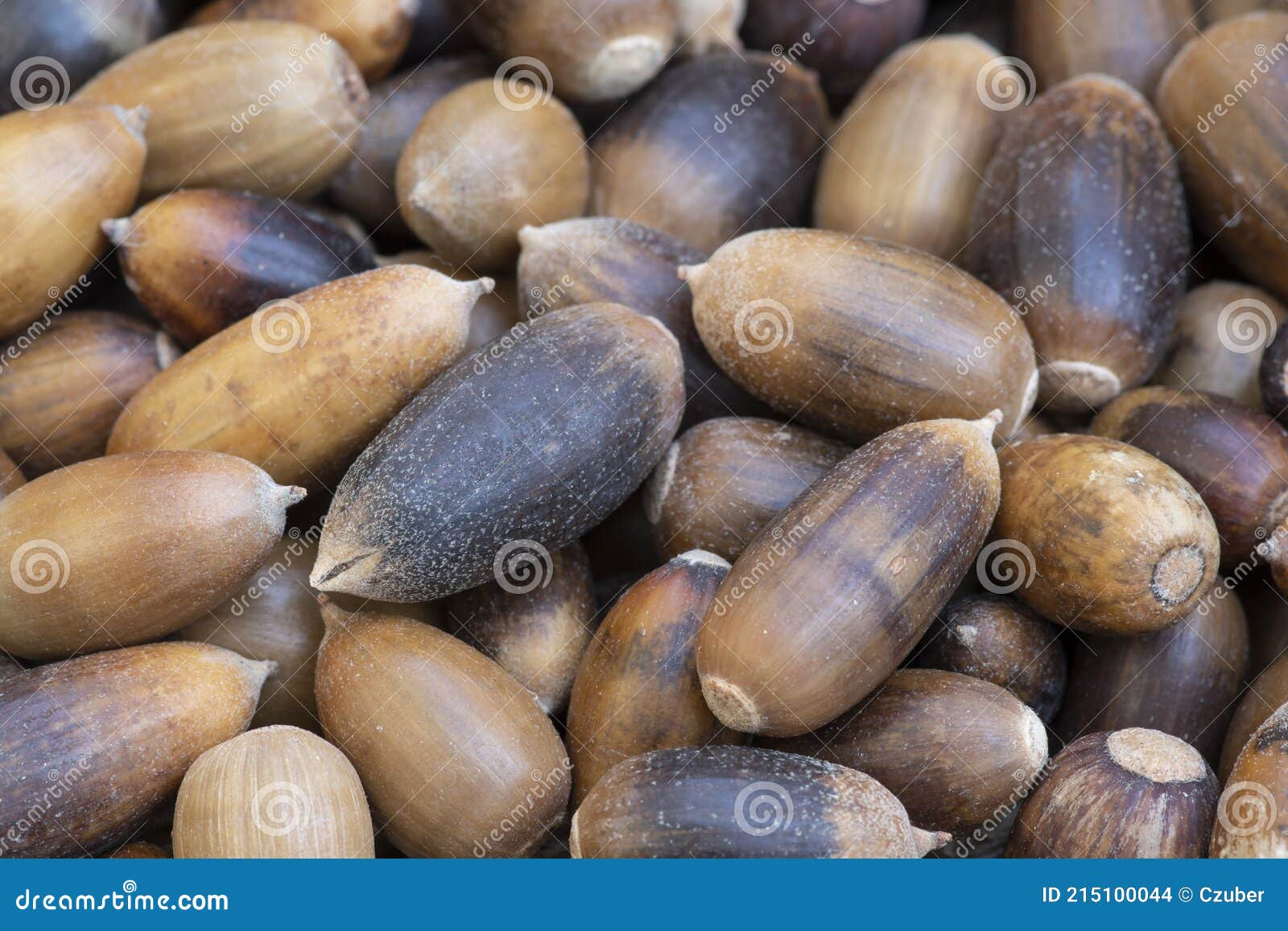 Acorns from California Scrub Oak Stock Photo Image of seed, brown 215100044