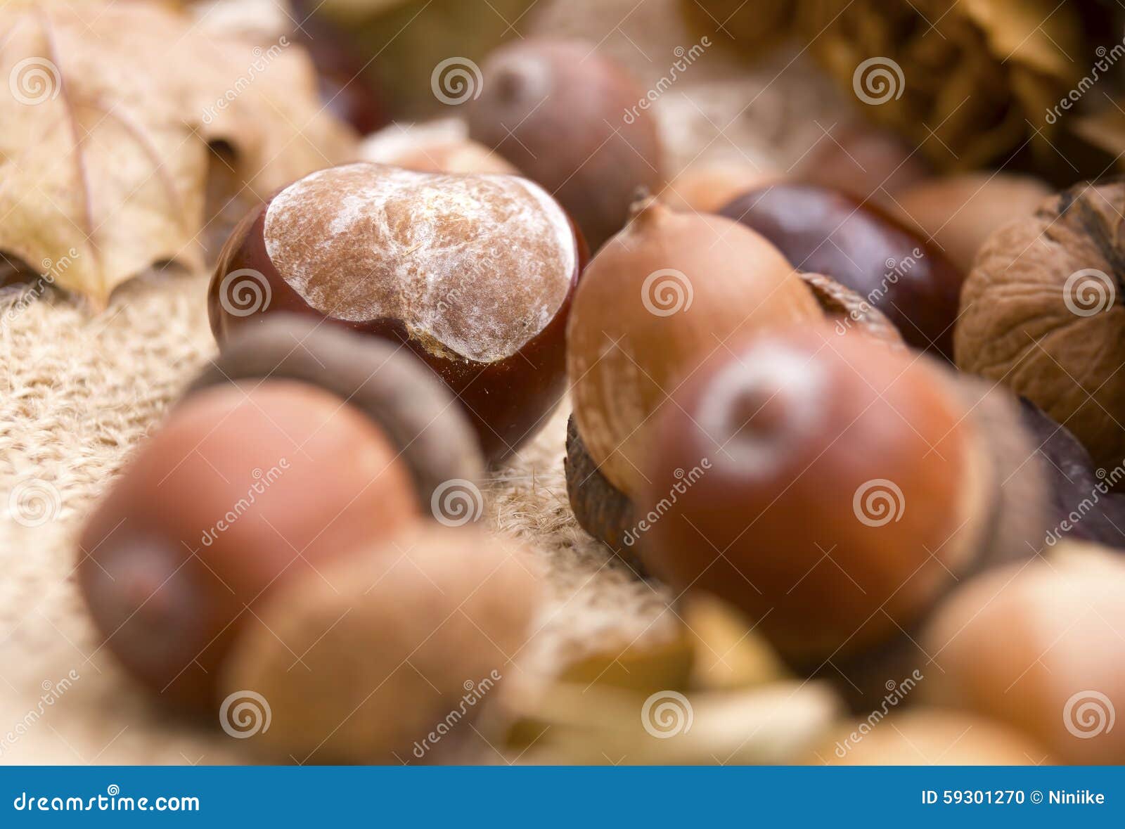 Acorns and Chestnuts Closeup Stock Photo Image of chestnuts, fruit