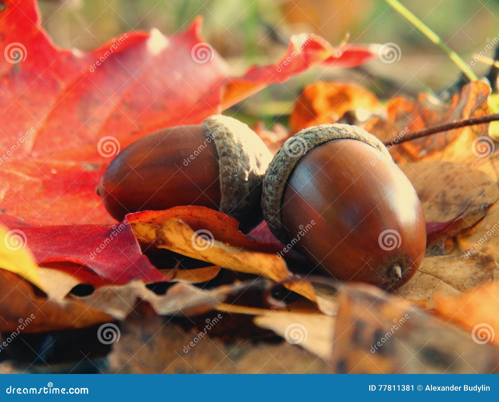 acorns in the forest