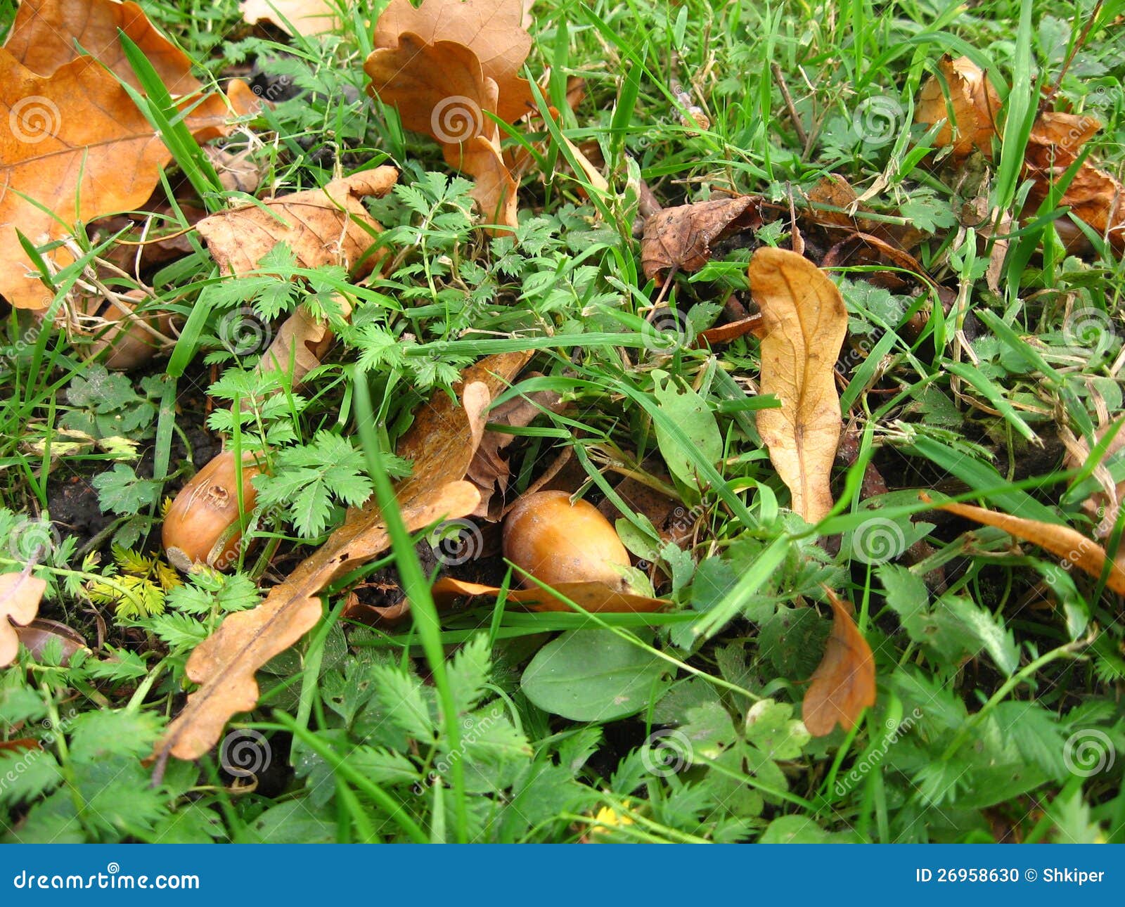 Acorns in the grass stock photo. Image of dead, closeup 26958630