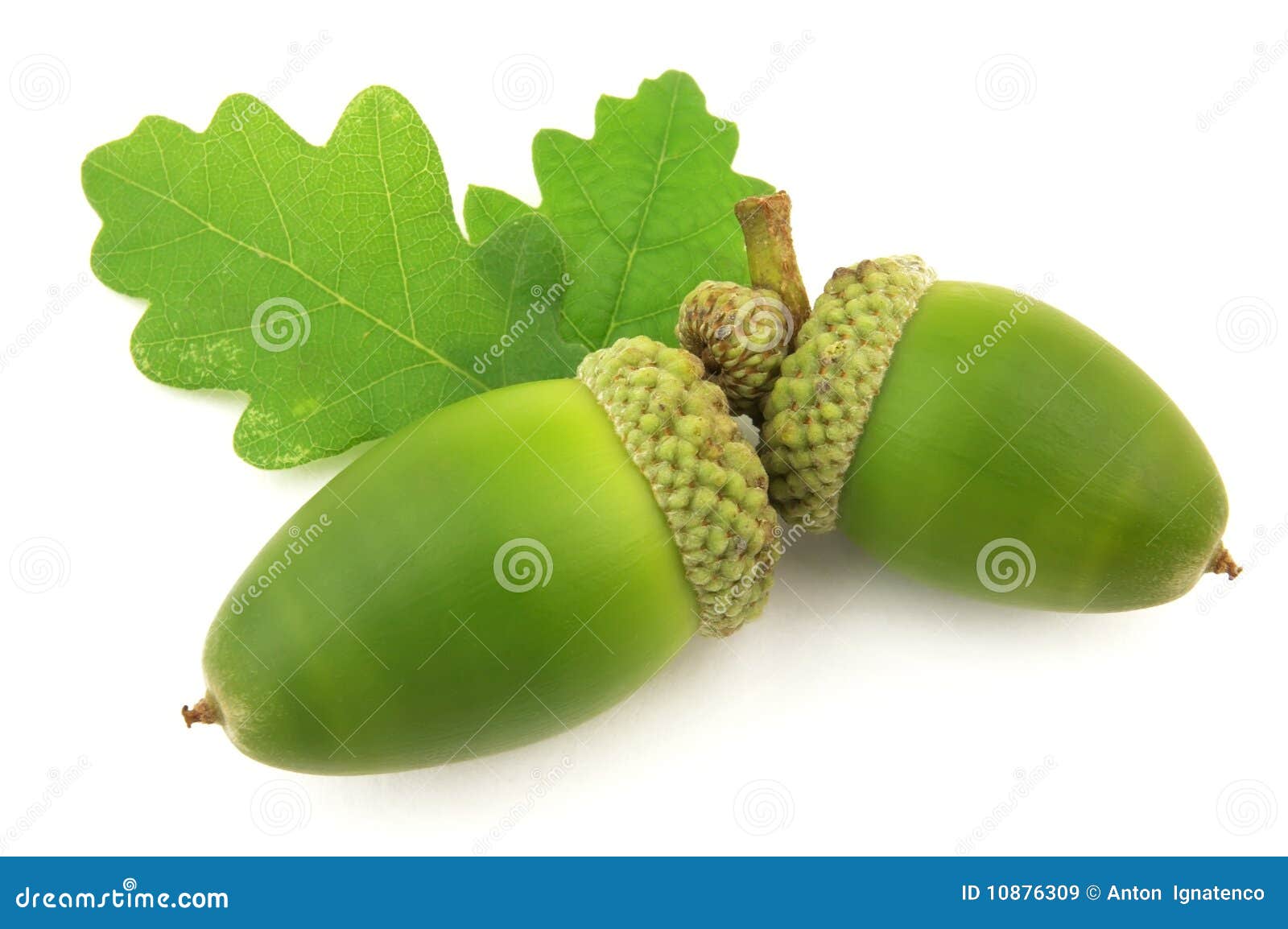 acorns with leaf