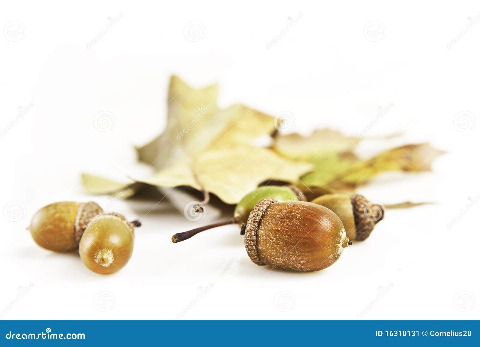 acorns and leafs