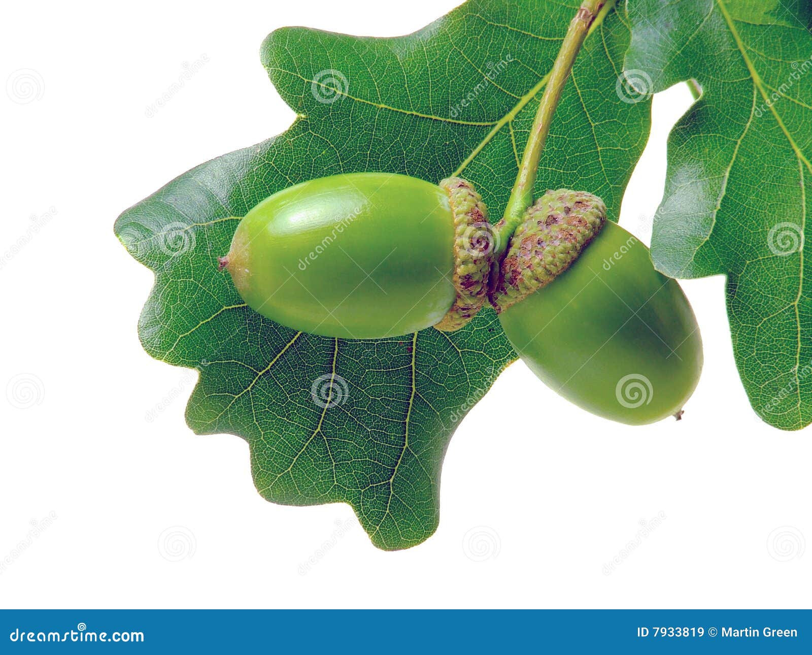 oak leaves and acorns