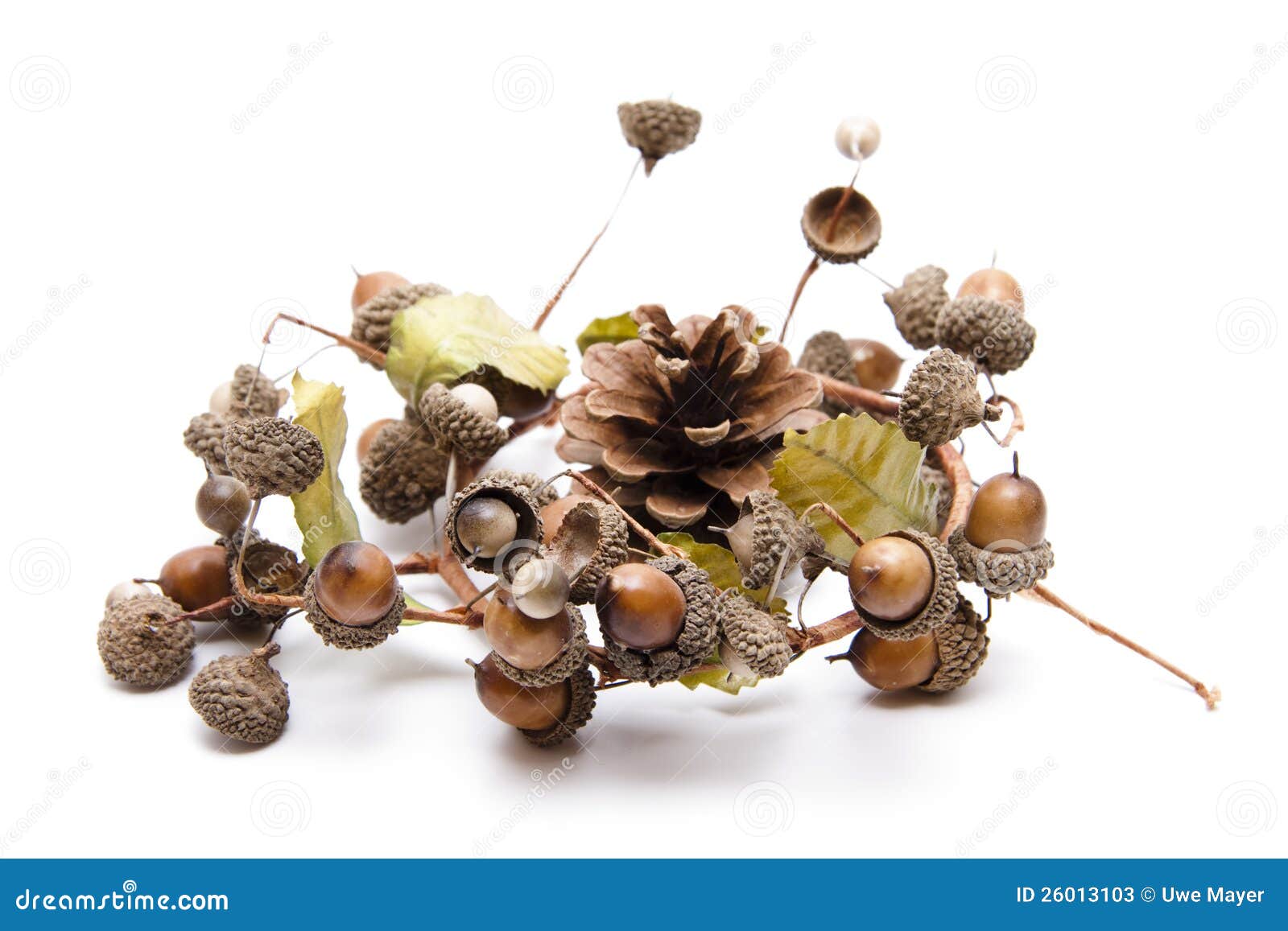 Acorns with pine cone stock image. Image of peel, brown 26013103