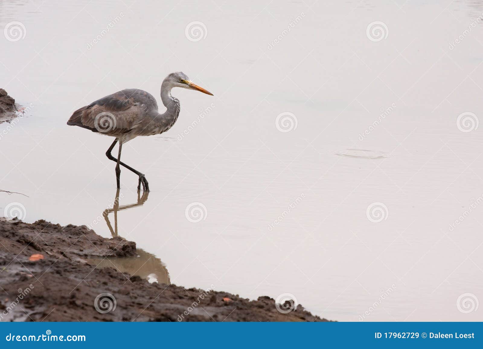 Acqua grigia dell'uccello dell'airone. Airone grigio - inseguimento cinerea del Ardea in acqua