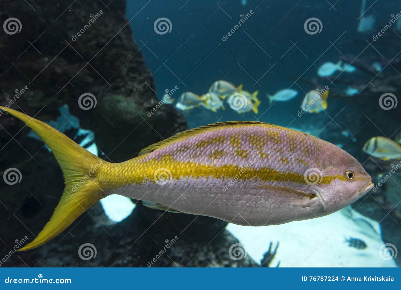 Acquario Di New York Fotografia Stock Immagine Di Isola