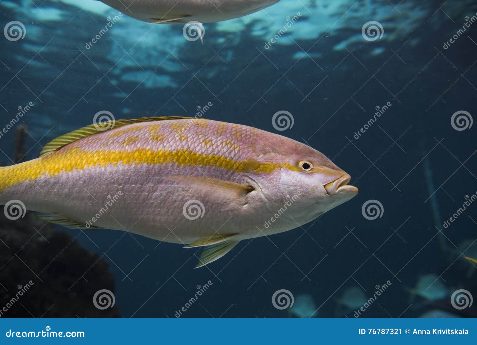 Acquario Di New York Immagine Stock Immagine Di Spiaggia