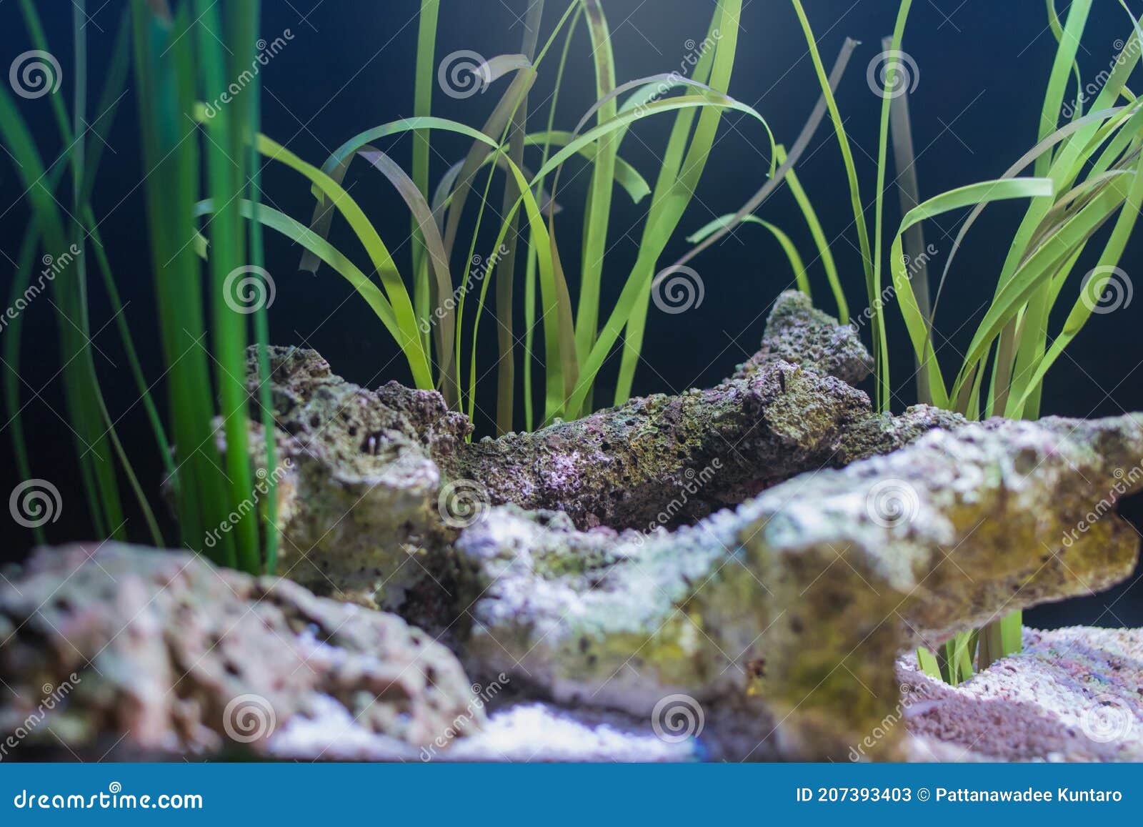 Acquario Di Pianta Acquatica Verde Con Sabbia E Roccia Sulla Base Immagine  Stock - Immagine di marino, luce: 207393403