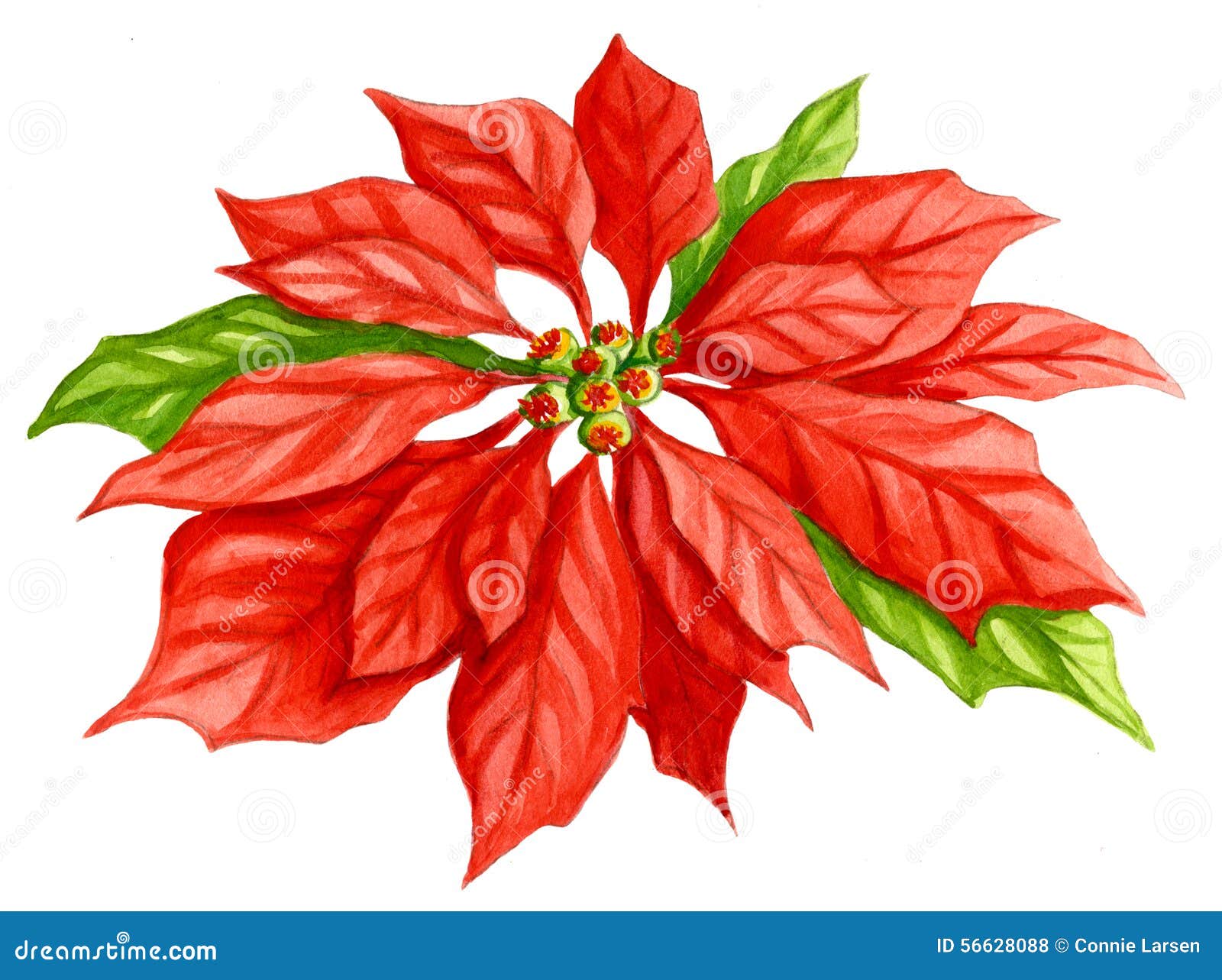Disegno Stella Di Natale Fiore.Acquerello Del Fiore Della Stella Di Natale Illustrazione Di Stock Illustrazione Di Decorazioni Rosso 56628088