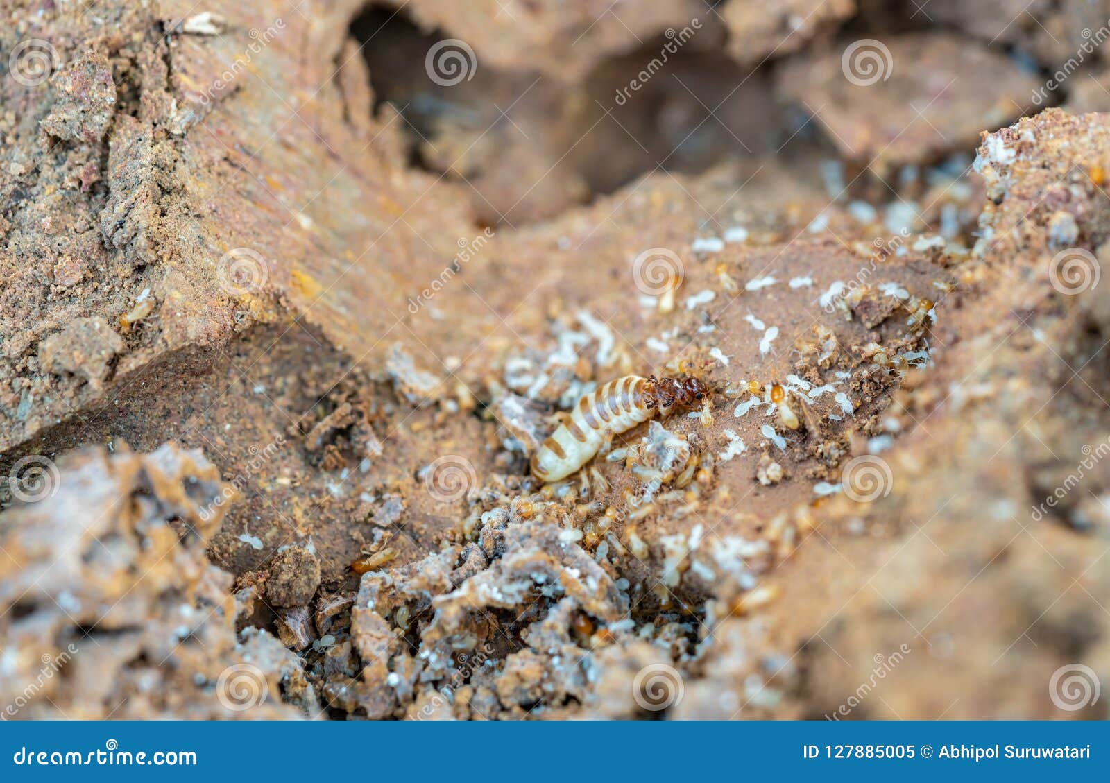acro shot of the queen termite and termites in a hole. termite queens have the longest lifespan of any insect in the world, s