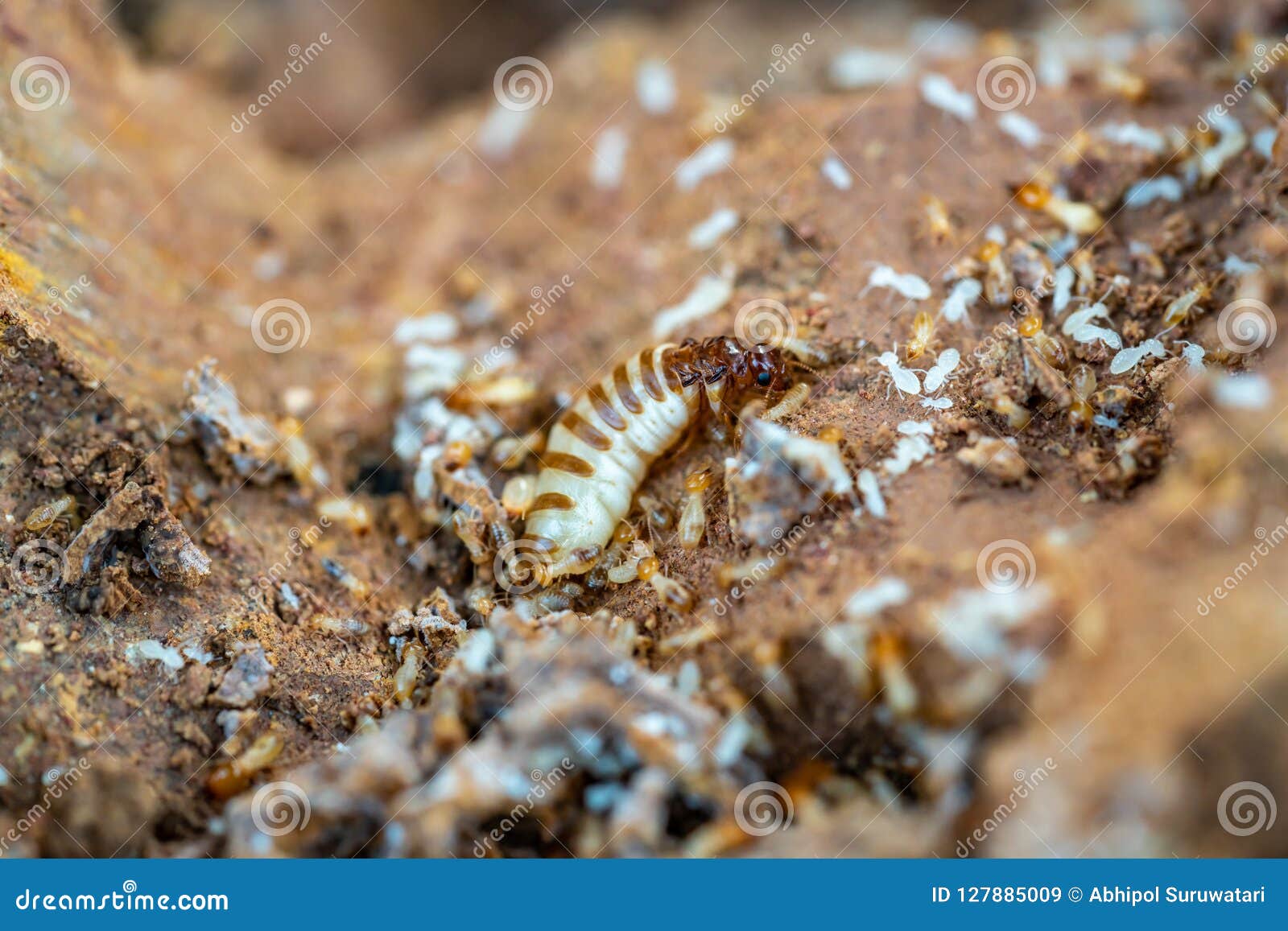 acro shot of the queen termite and termites in a hole. termite queens have the longest lifespan of any insect in the world, s