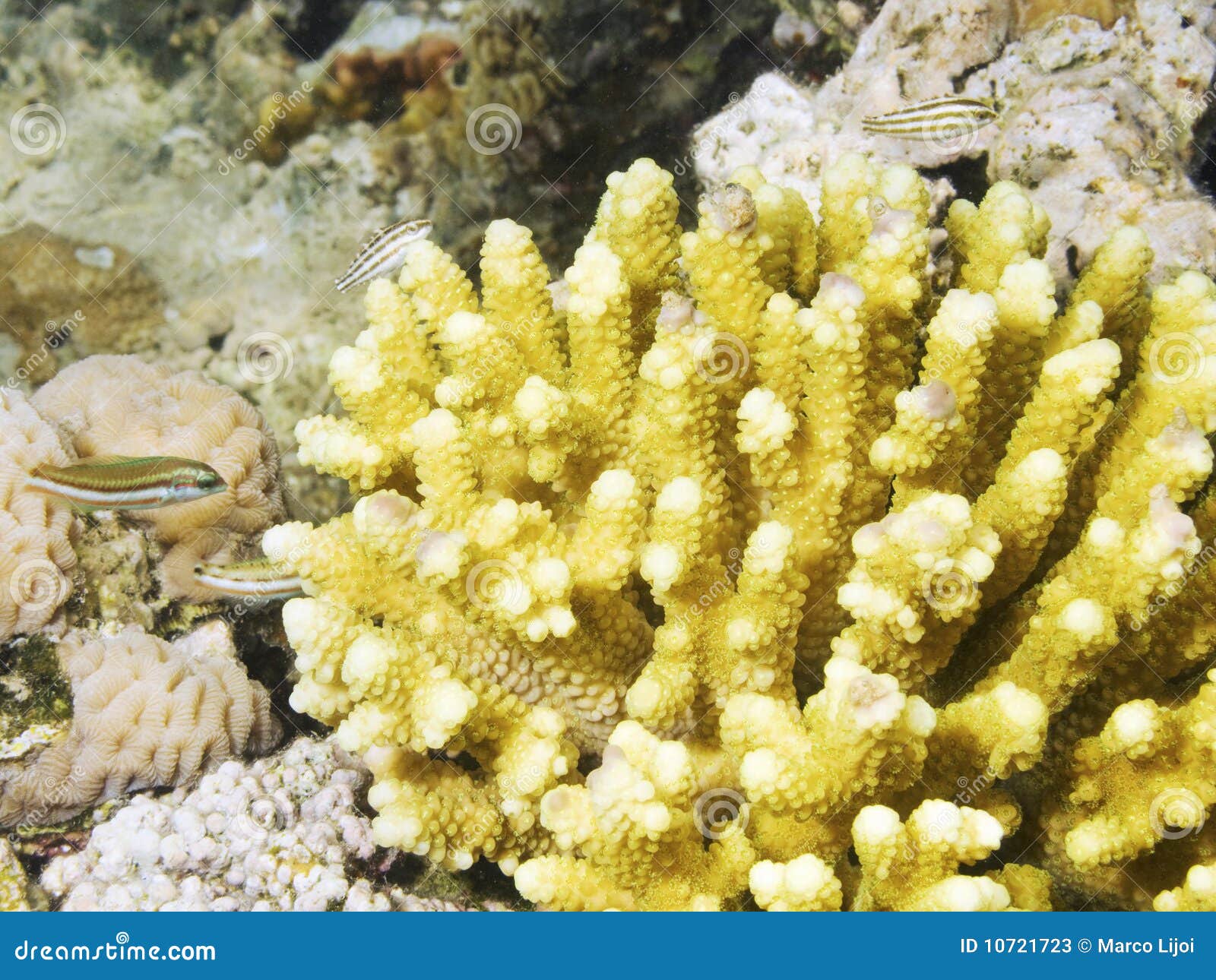 Acropora Coral in the reef stock image. Image of skeleton - 10721723