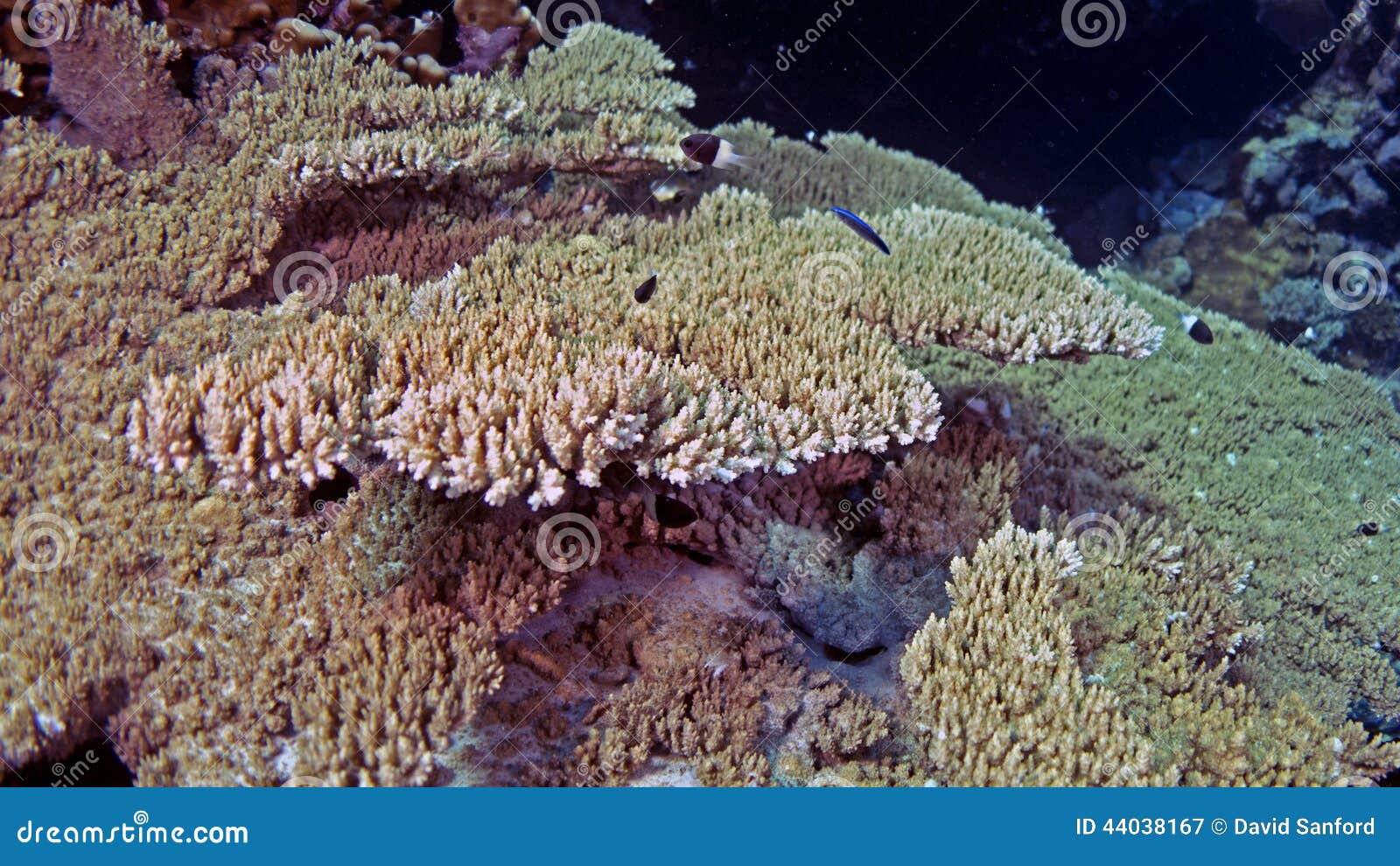 Acropora lamarcki, a stony coral known as an acroporid in the Red Sea