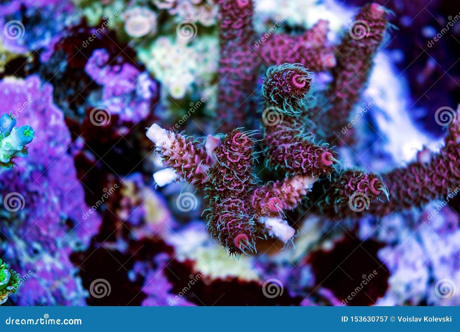 Acropora Short Polyps Stony Coral Stock Image | CartoonDealer.com ...