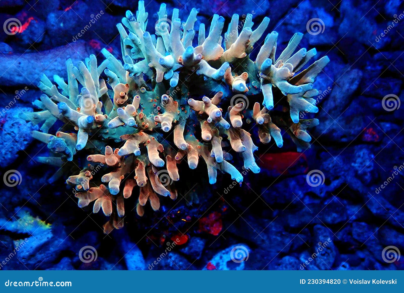 Acropora Sps Coral é Um Dos Corais Mais Populares No Hobby Do