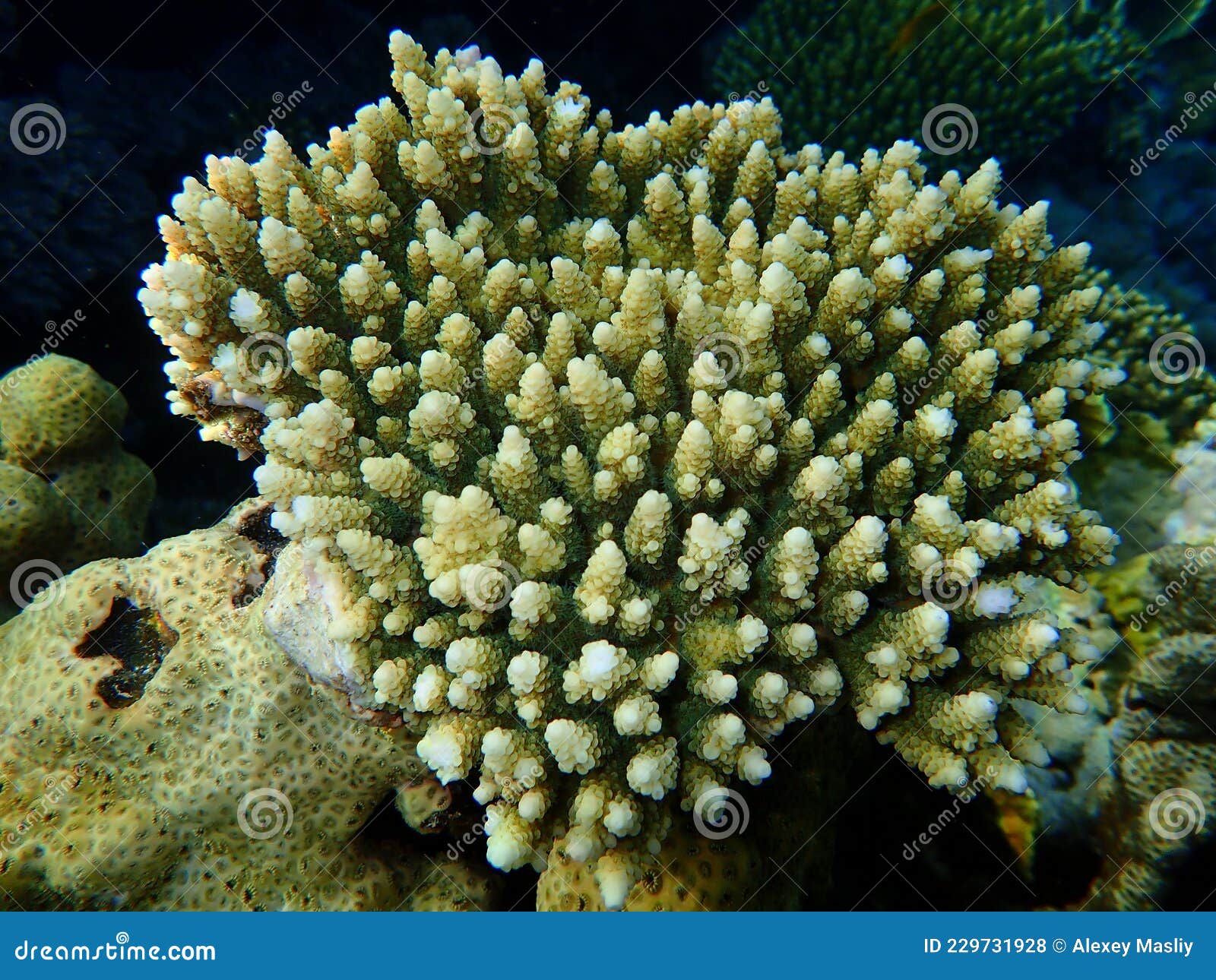 Acroporid Coral Acropora Lamarcki Undersea, Red Sea, Egypt, Sharm El ...