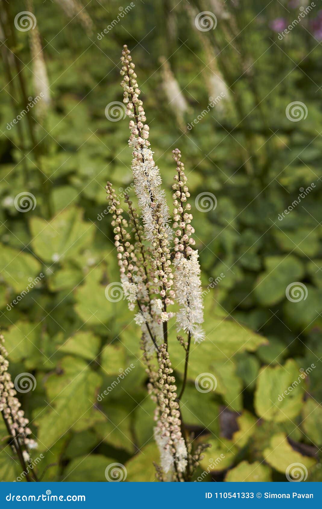 actaea racemosa var. cordifolia