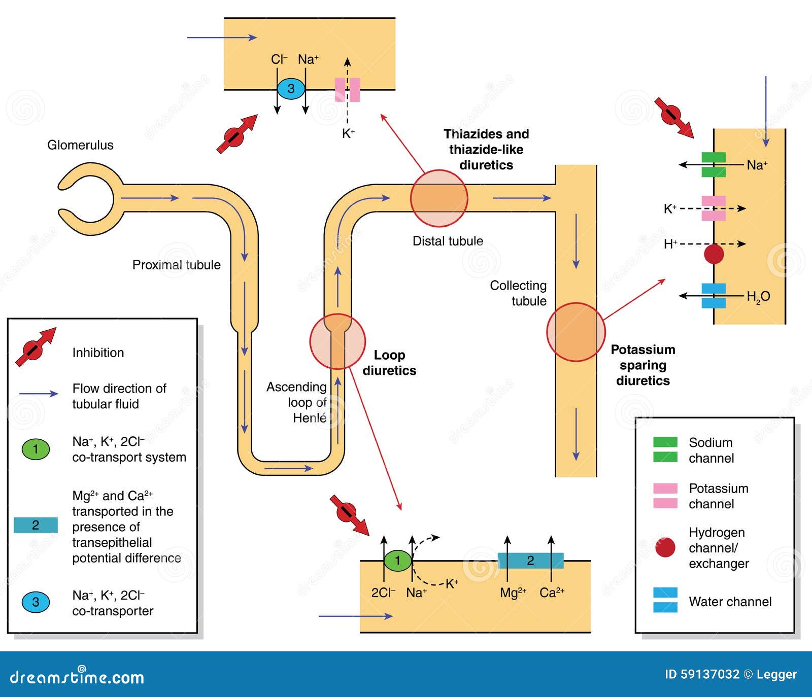 download Stem Cell Biology