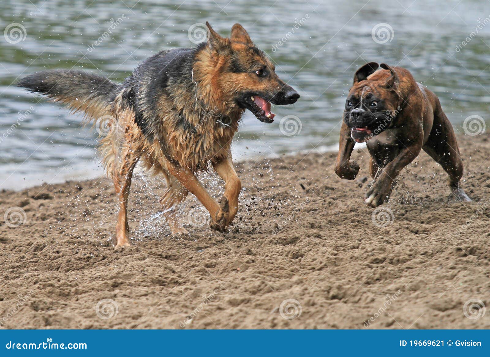 action dogs
