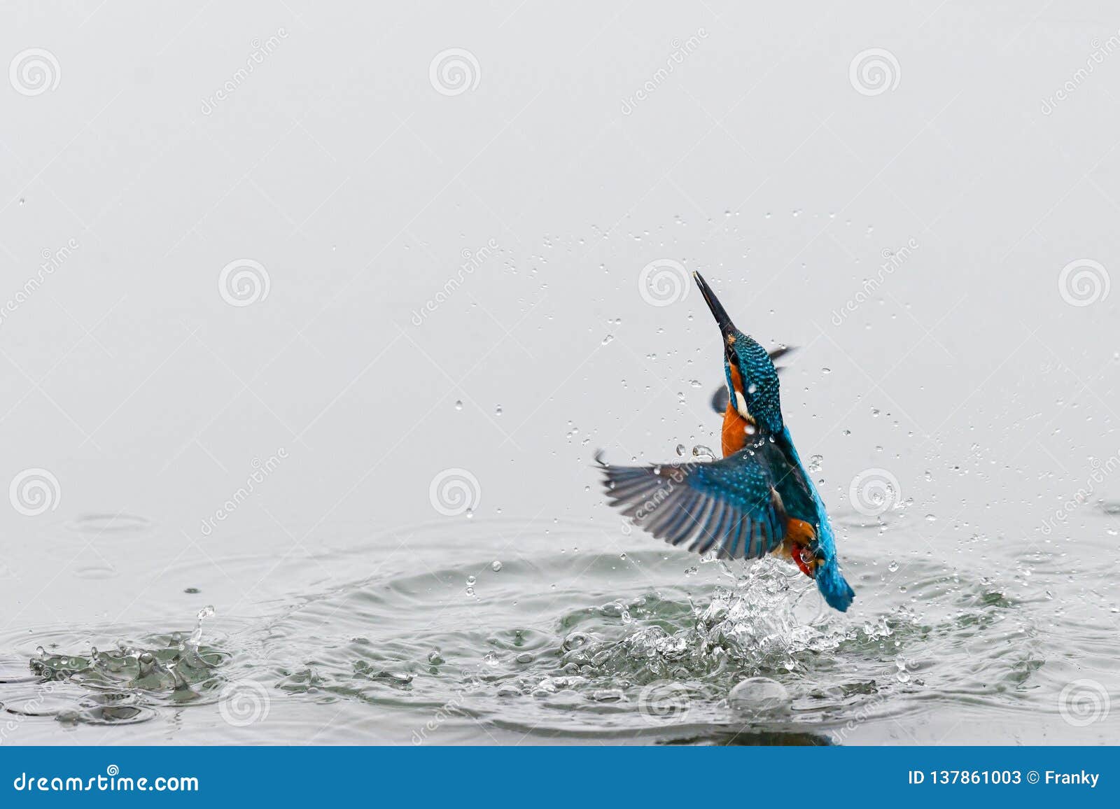 action photo of a kingfisher coming out from water