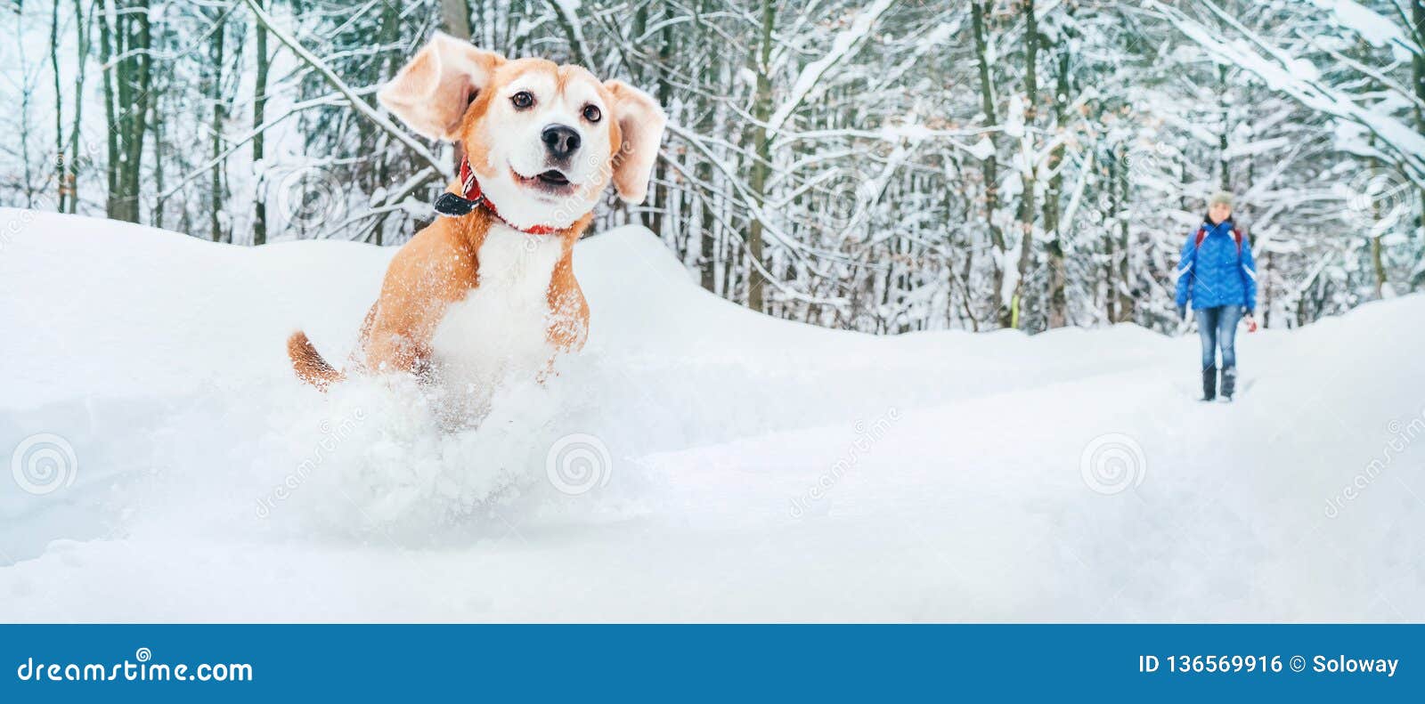 Active Beagle Dog Running in Deep Snow. Winter Walks with Pets Concept