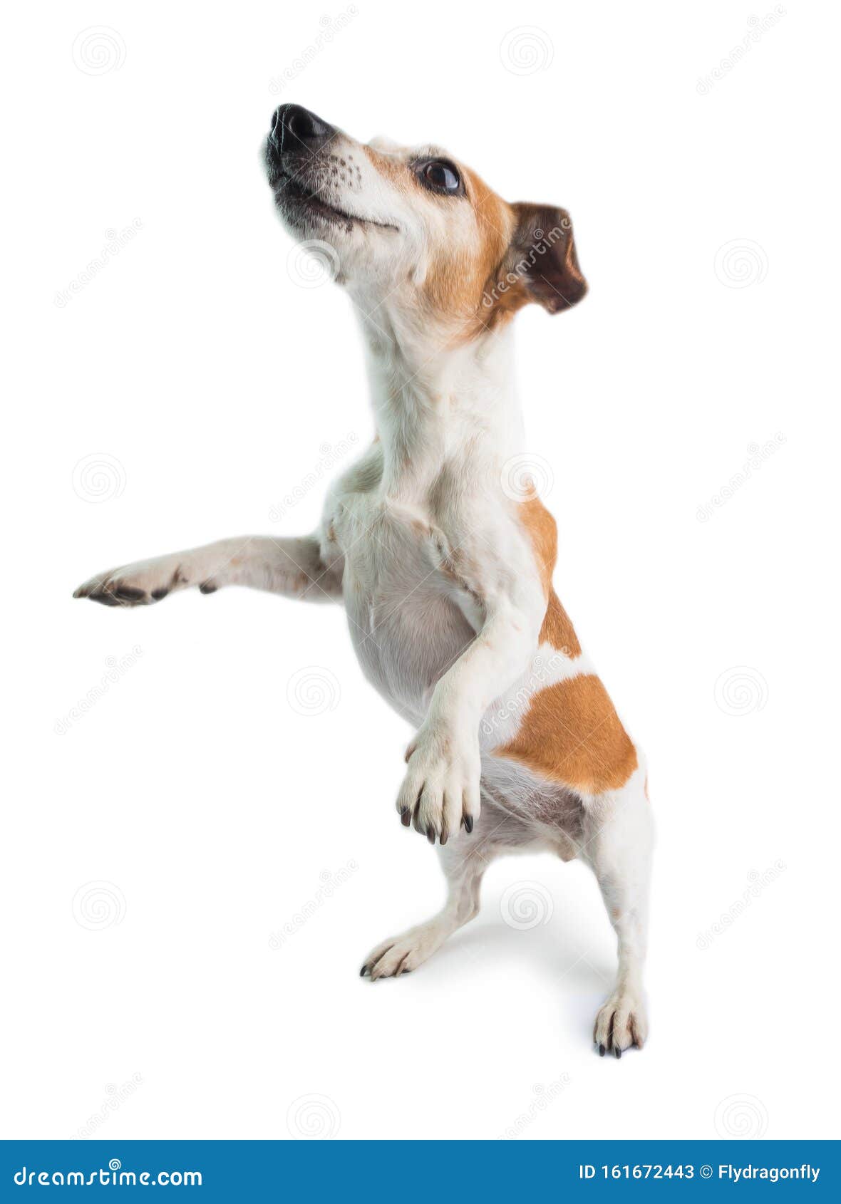 Funny Dancing Dog Doing Tricks Stock Image Image of russell, jack