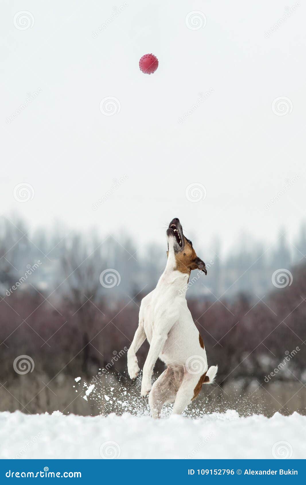 Active Dog Jumping for the Ball in a Winter Forest. Stock Photo Image