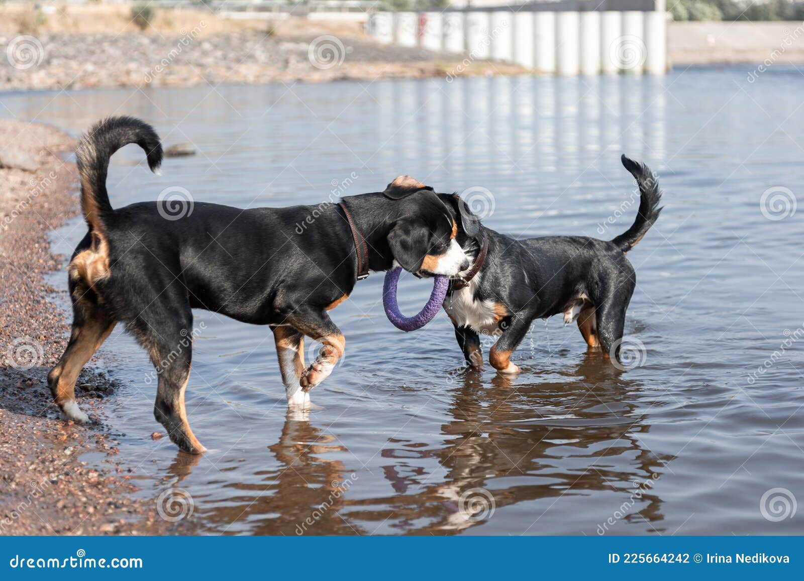 active dogs of entlebucher sennenhund breed playing in water