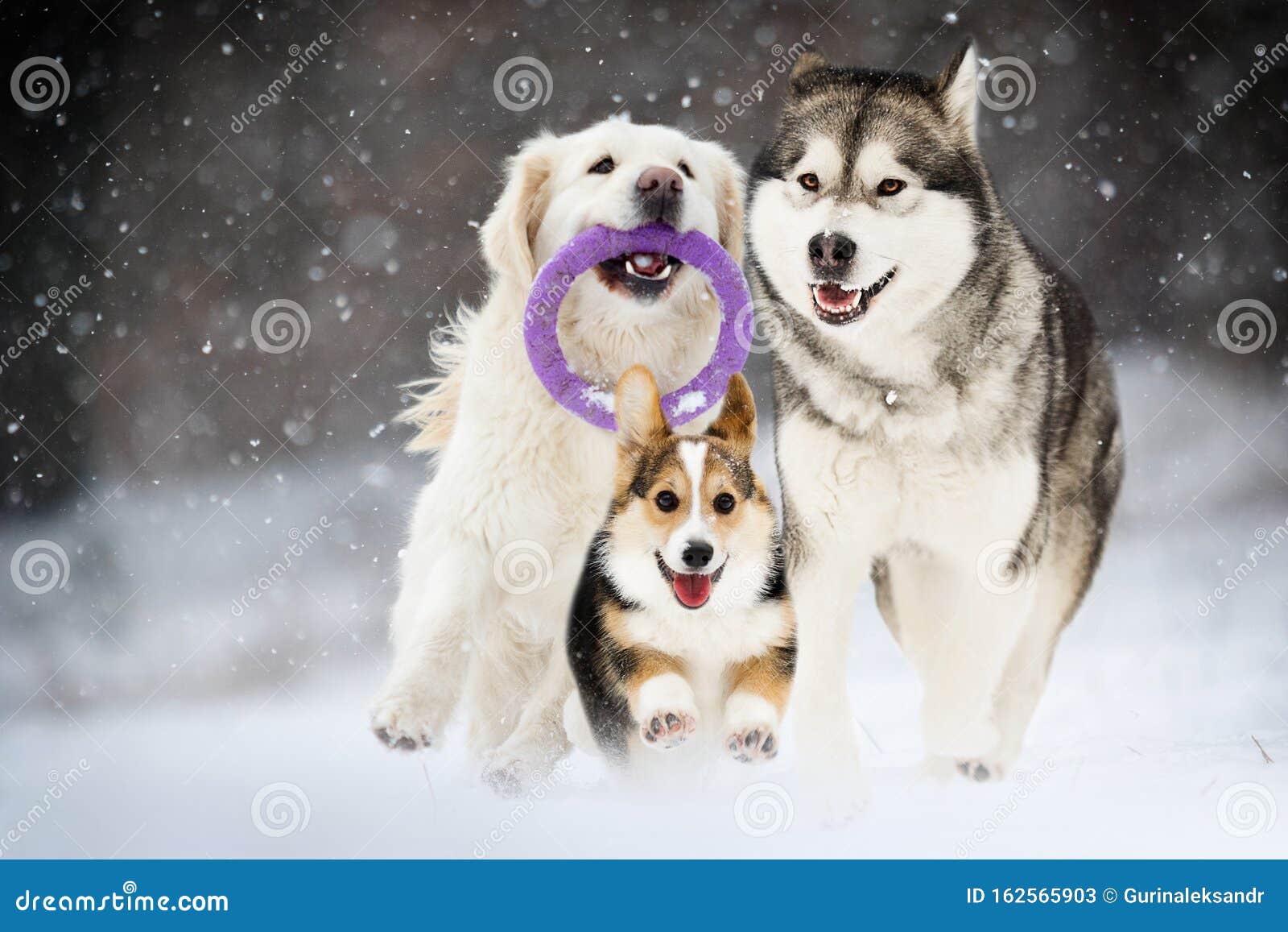 Active dogs in image. Image of cold -