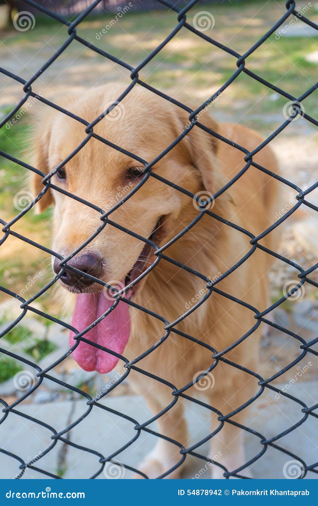 Active Golden Retriever in Cage Stock Photo Image of honest, closeup