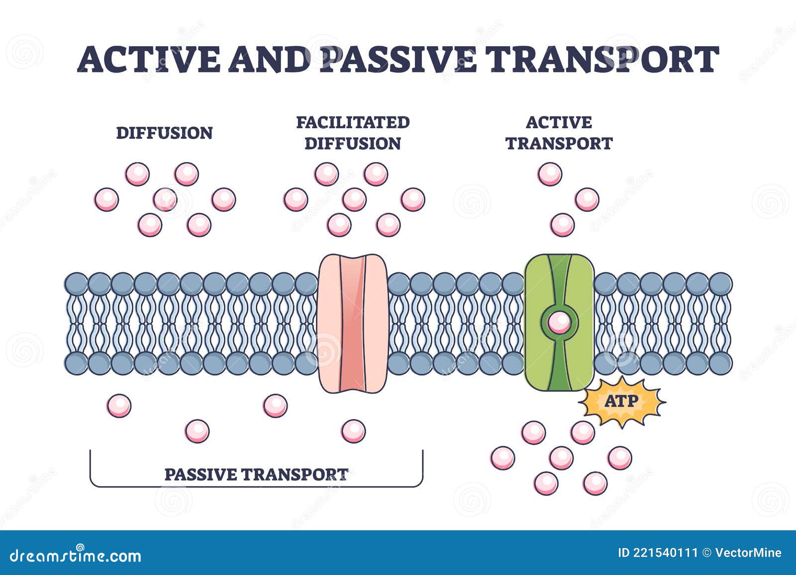 active and passive transport as molecules atp movement in outline diagram