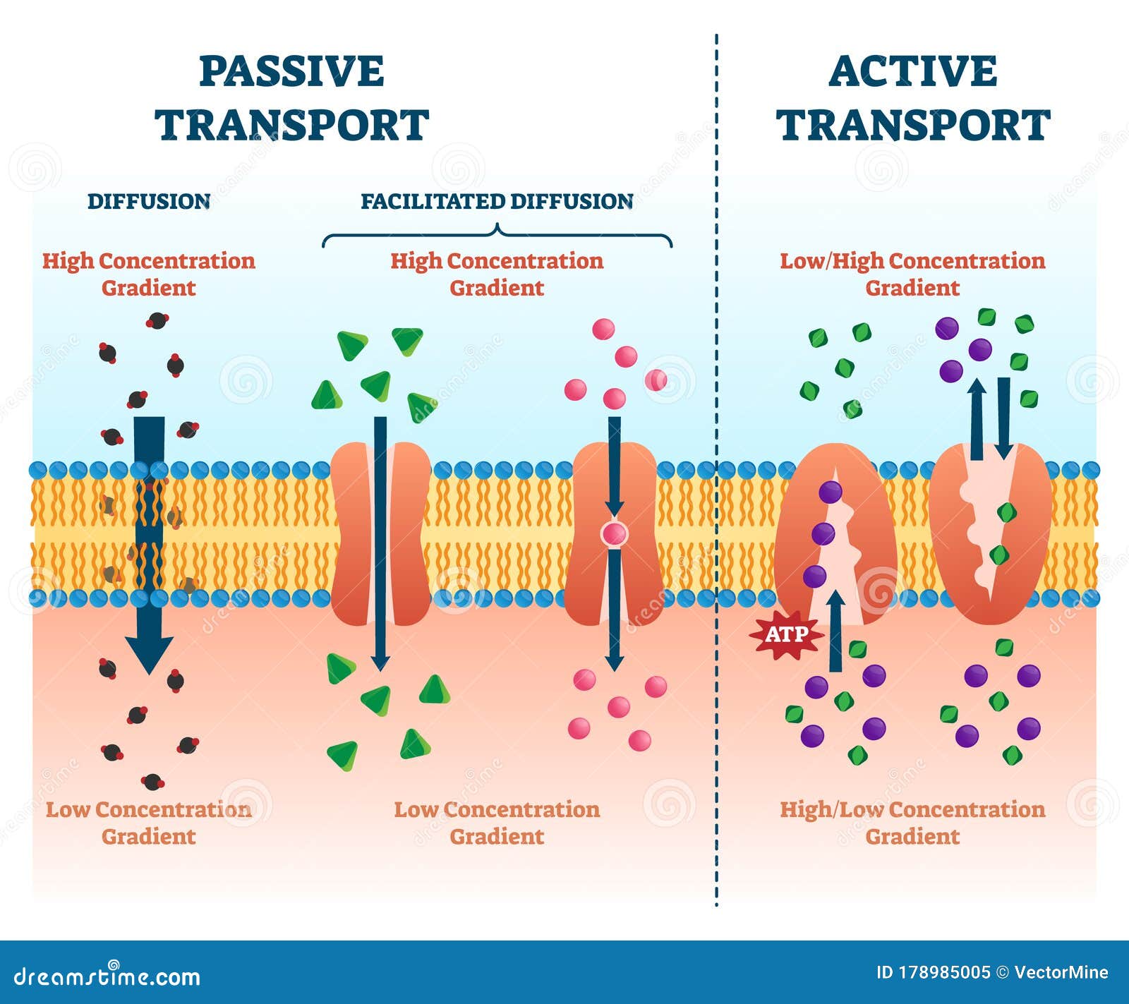 active passive transport  . labeled educational cell scheme