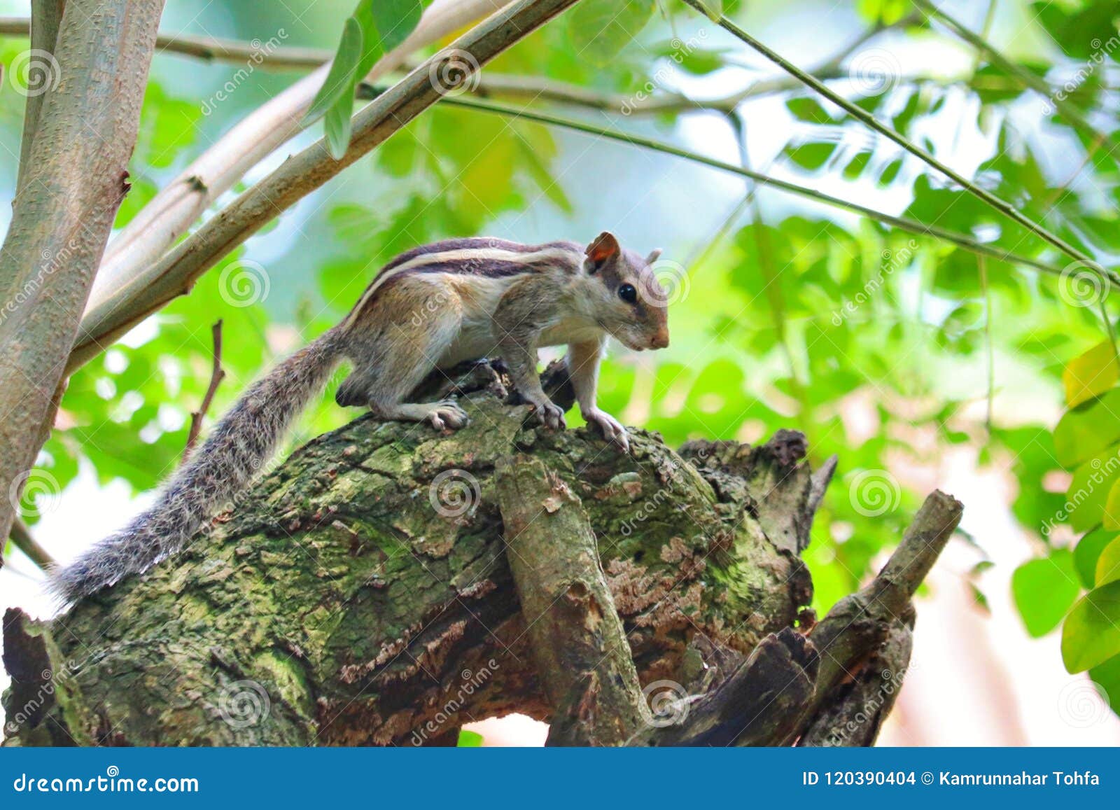 Squirrel stock photo. Image of active, wildlife, squirrel 120390404