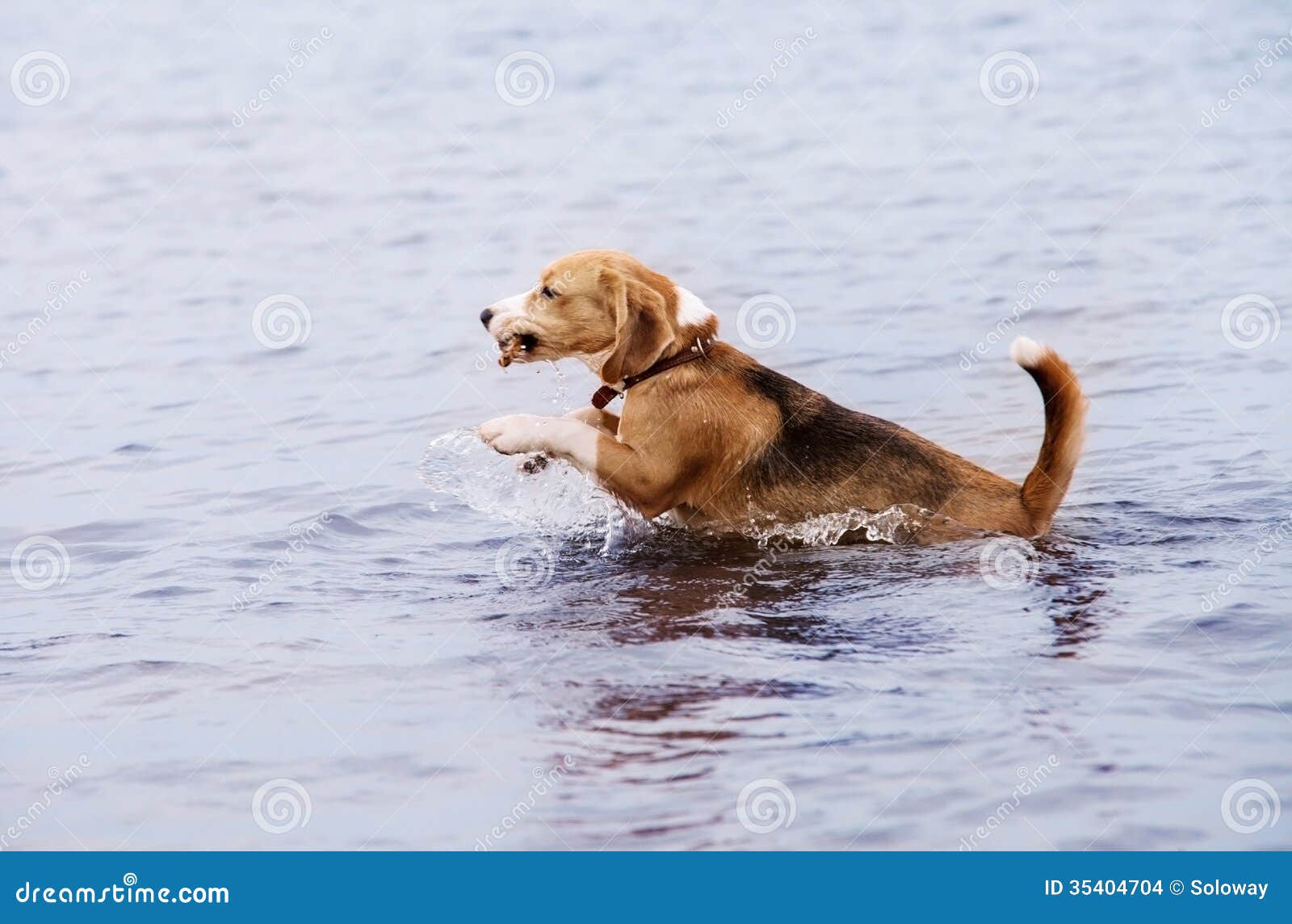 Active Young Beagle Dog Runs in the Water Stock Photo Image of fall