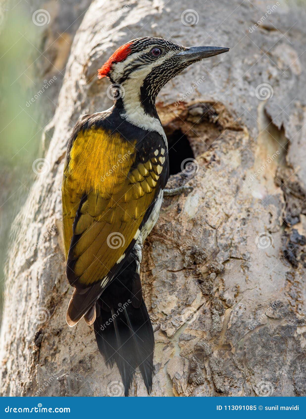 lesser flame back woodpecker